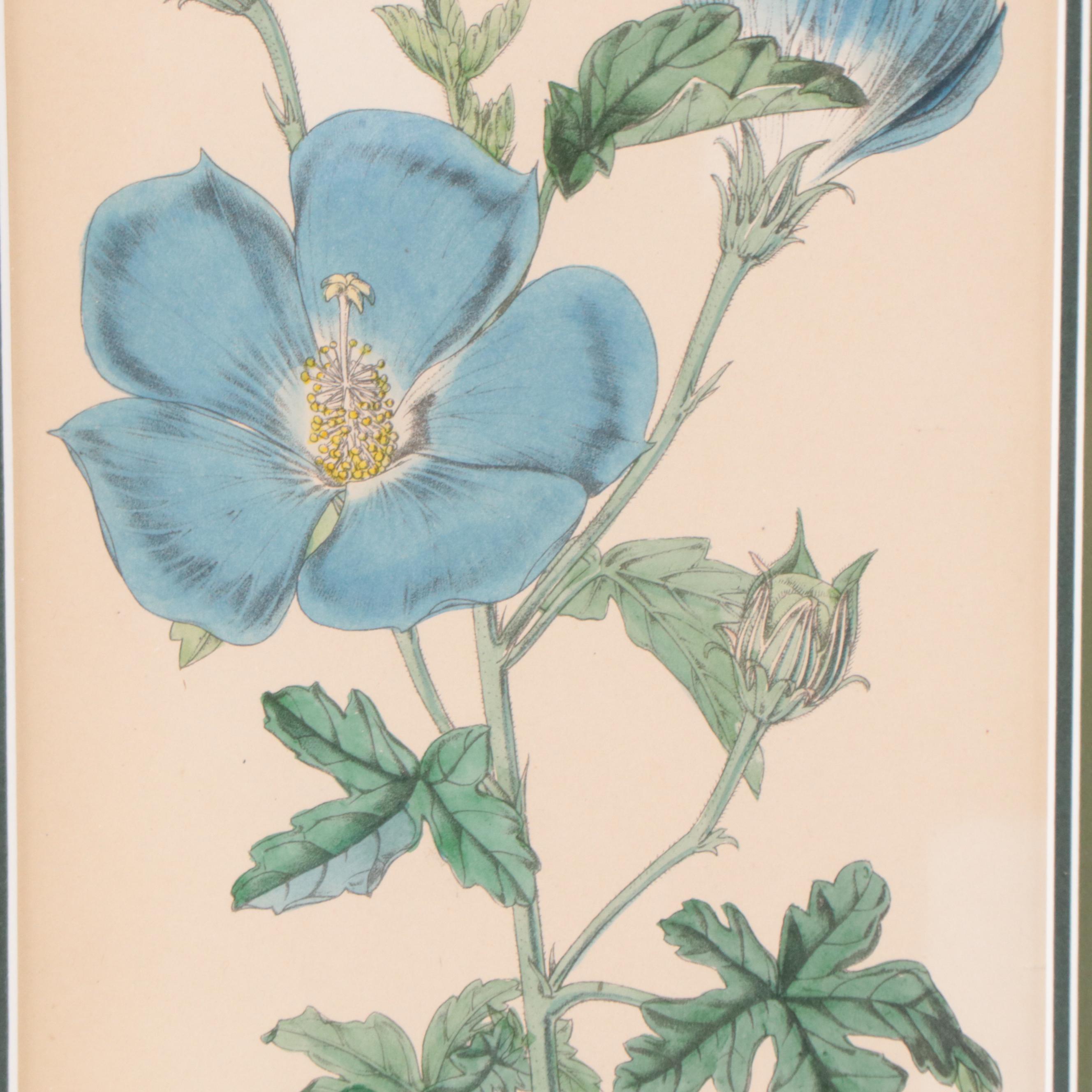 Set of Botanical Prints Including "Nashville Warbler" After John J. Audubon