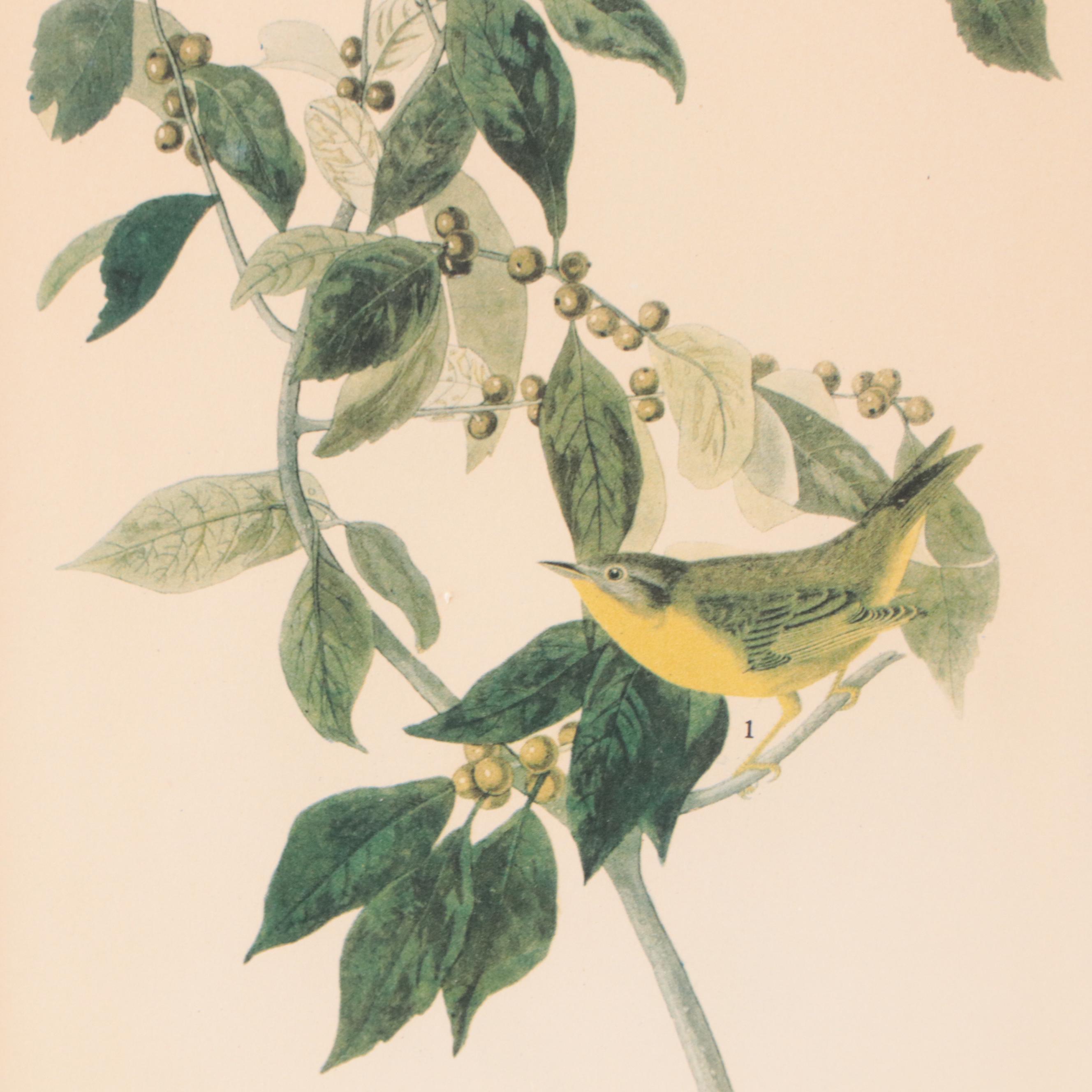 Set of Botanical Prints Including "Nashville Warbler" After John J. Audubon