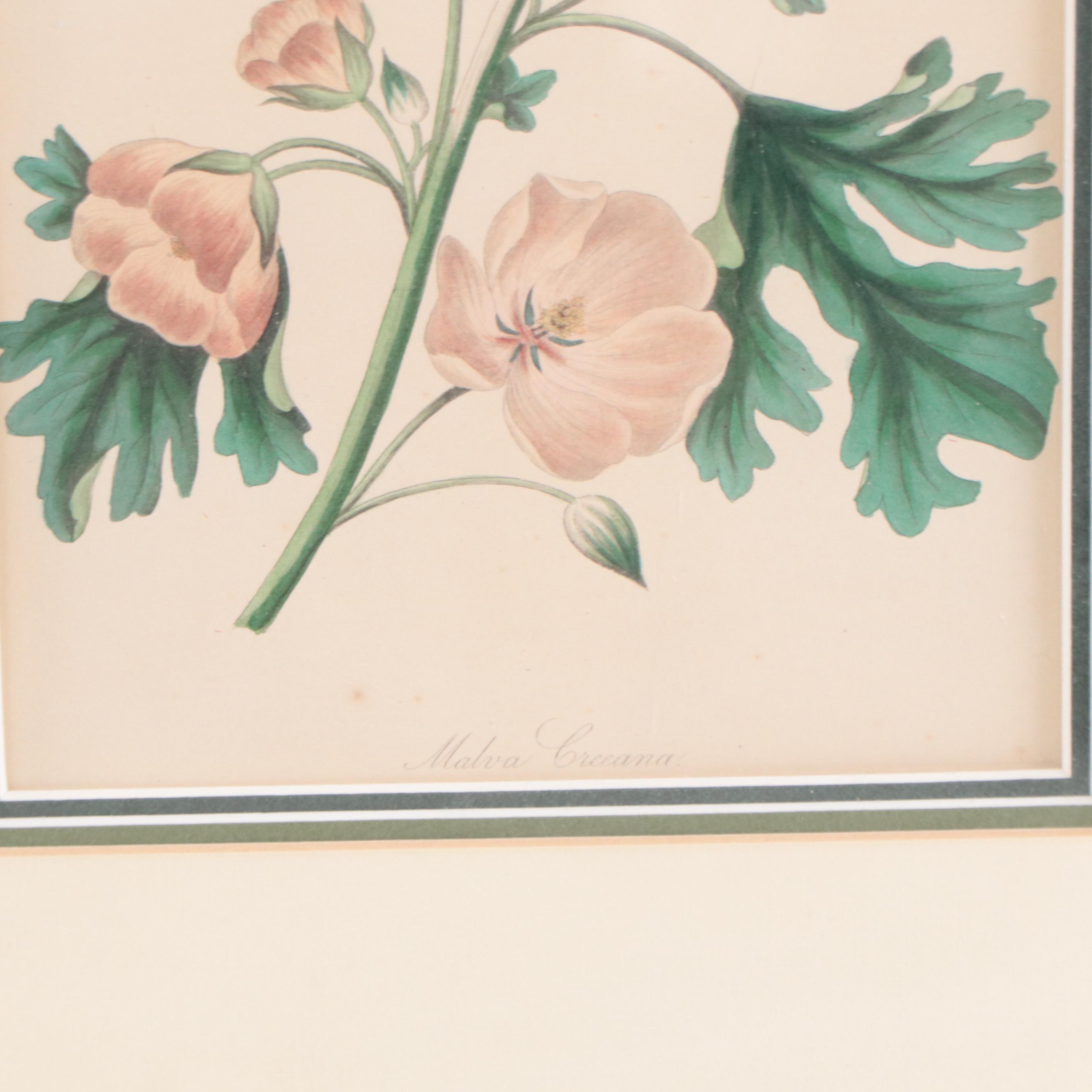 Set of Botanical Prints Including "Nashville Warbler" After John J. Audubon