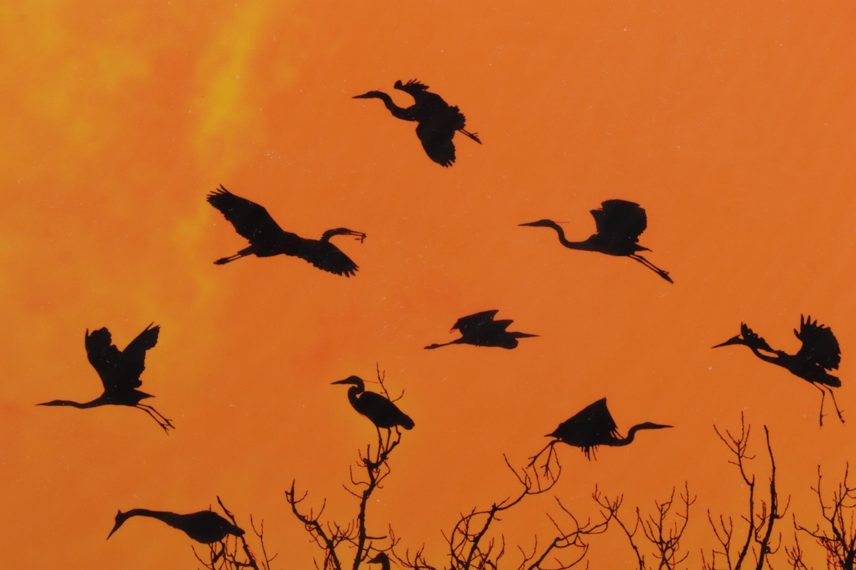 Kim L. Graham Digital Photograph "Herondipity," 21st Century