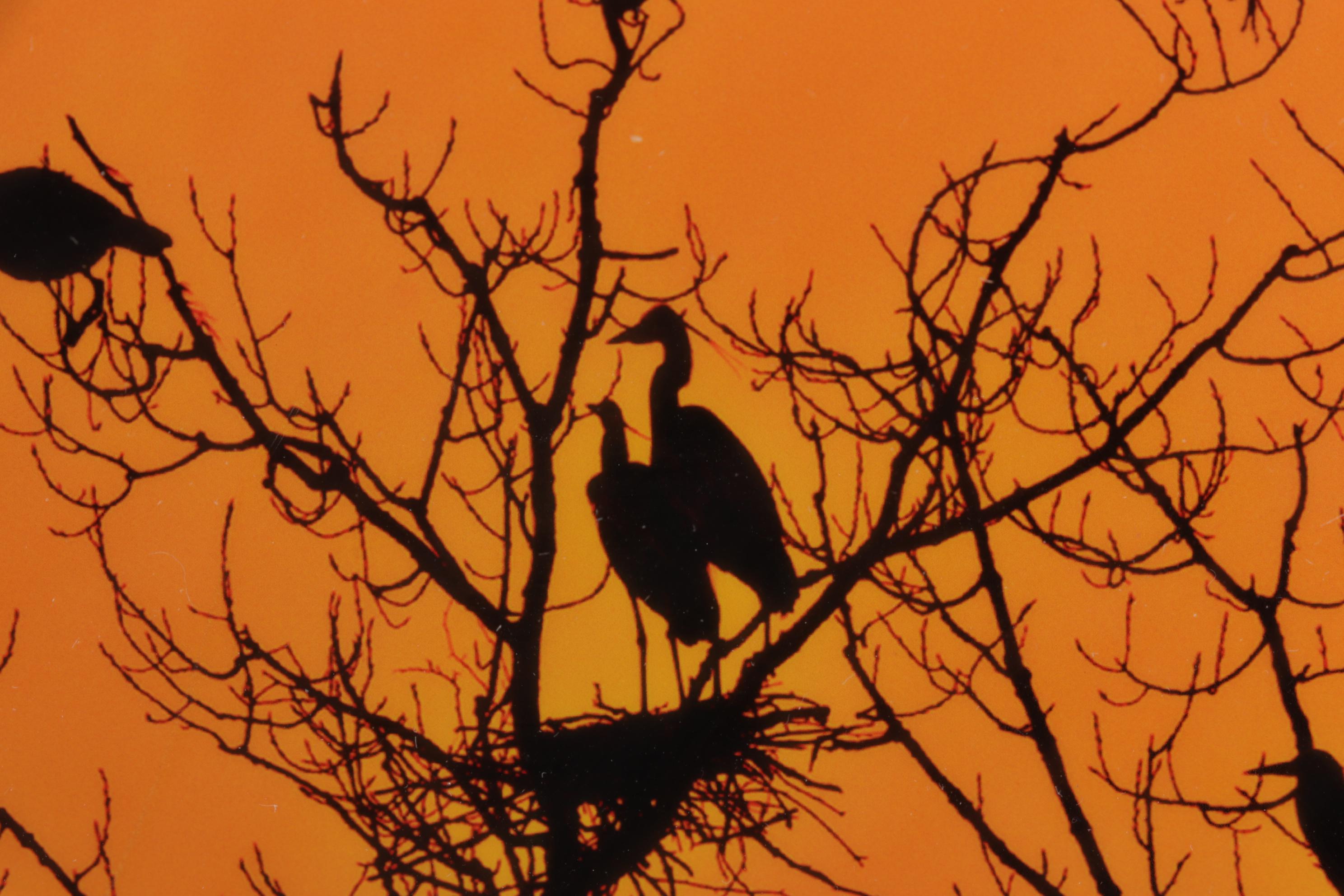 Kim L. Graham Digital Photograph "Herondipity," 21st Century