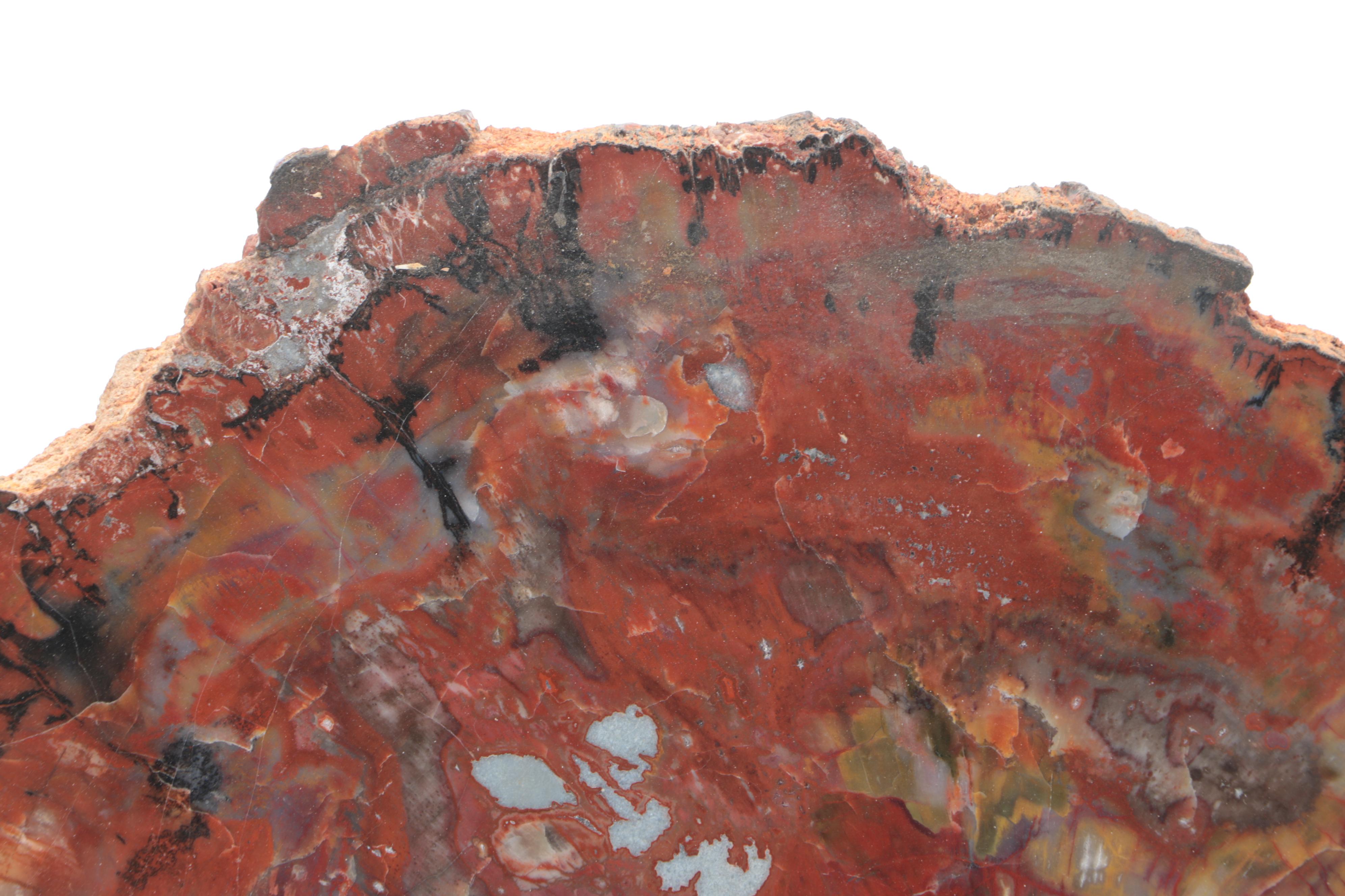 Agatized Petrified Wood Fossil Slab