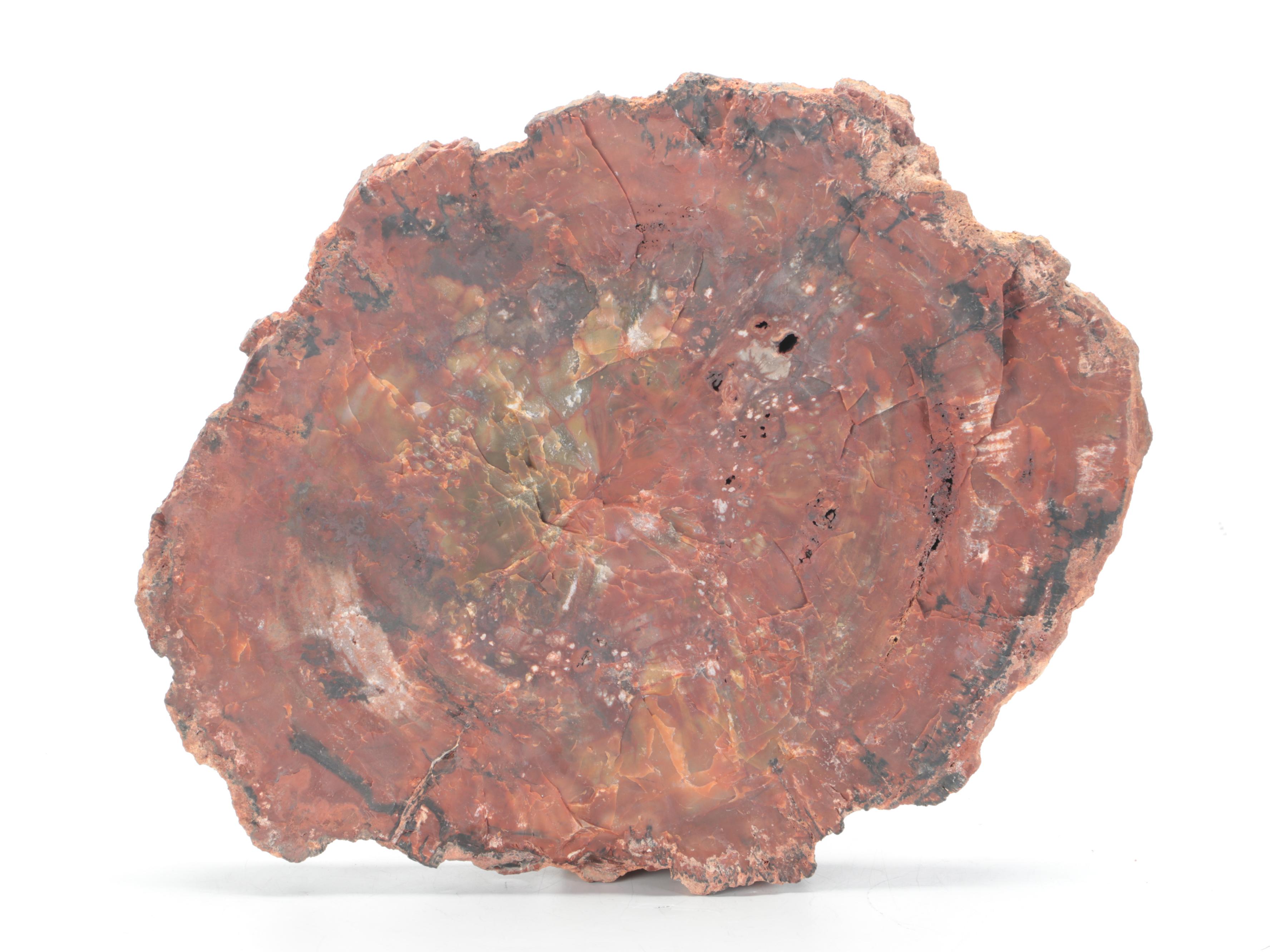 Agatized Petrified Wood Fossil Slab