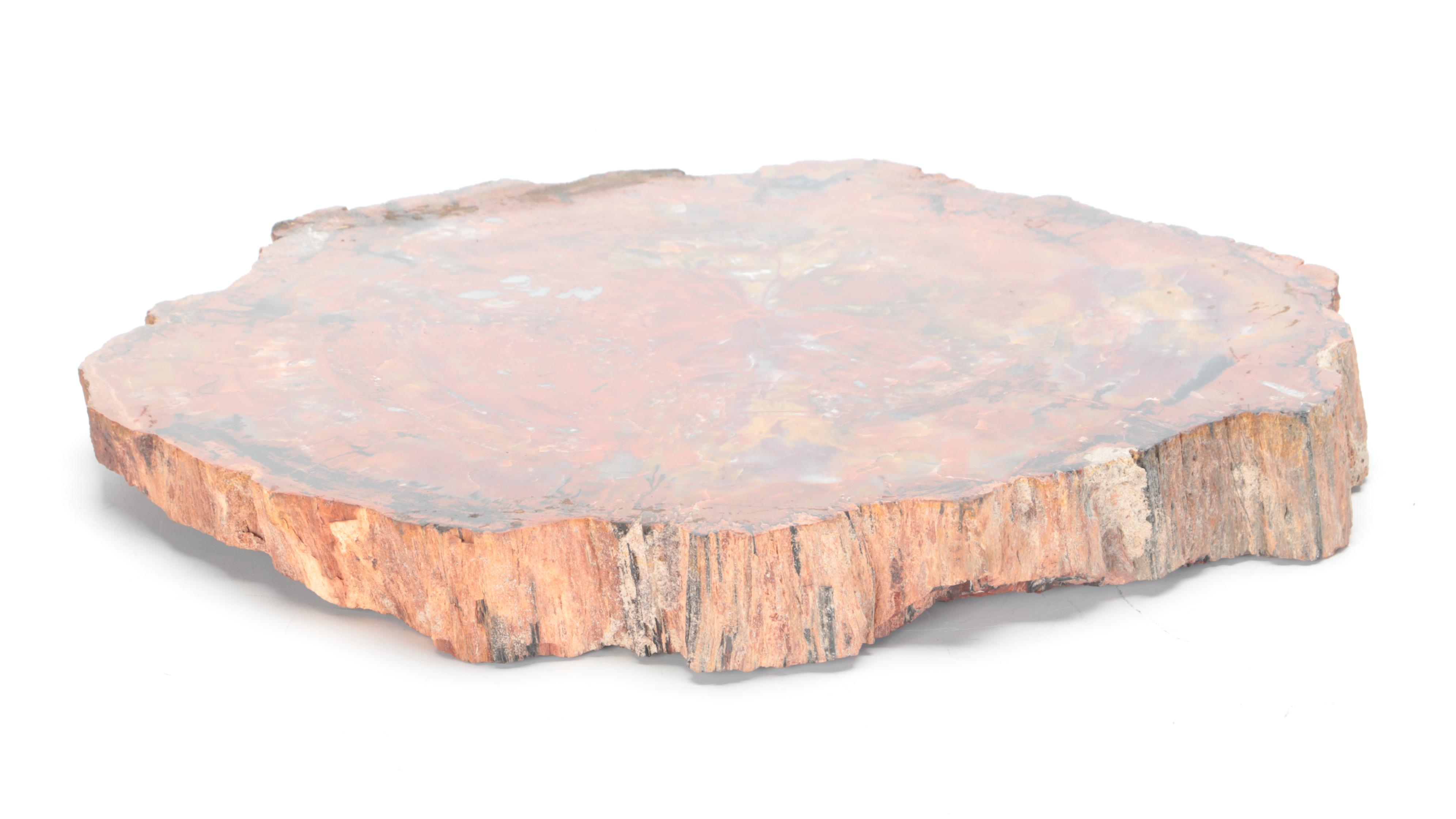 Agatized Petrified Wood Fossil Slab