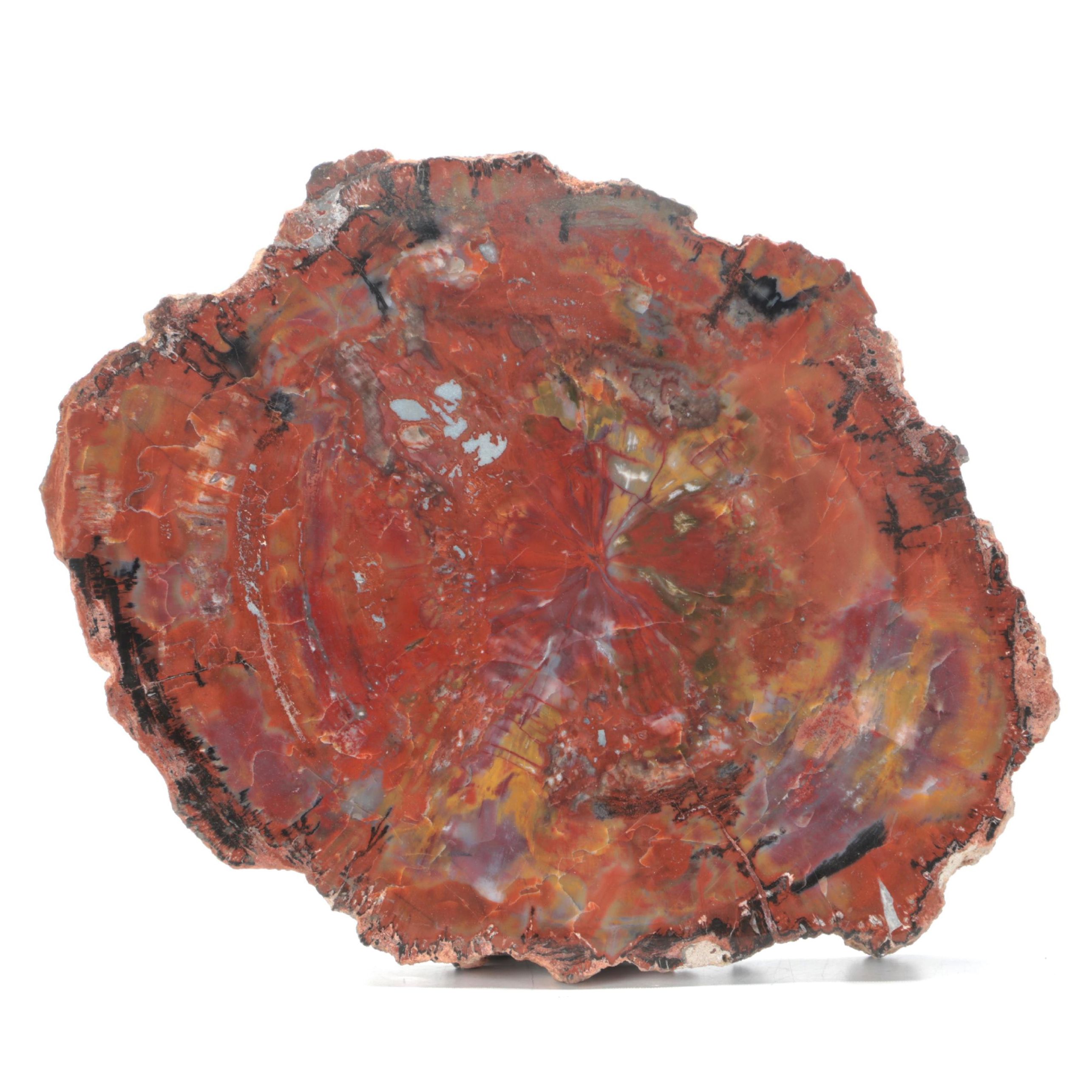 Agatized Petrified Wood Fossil Slab