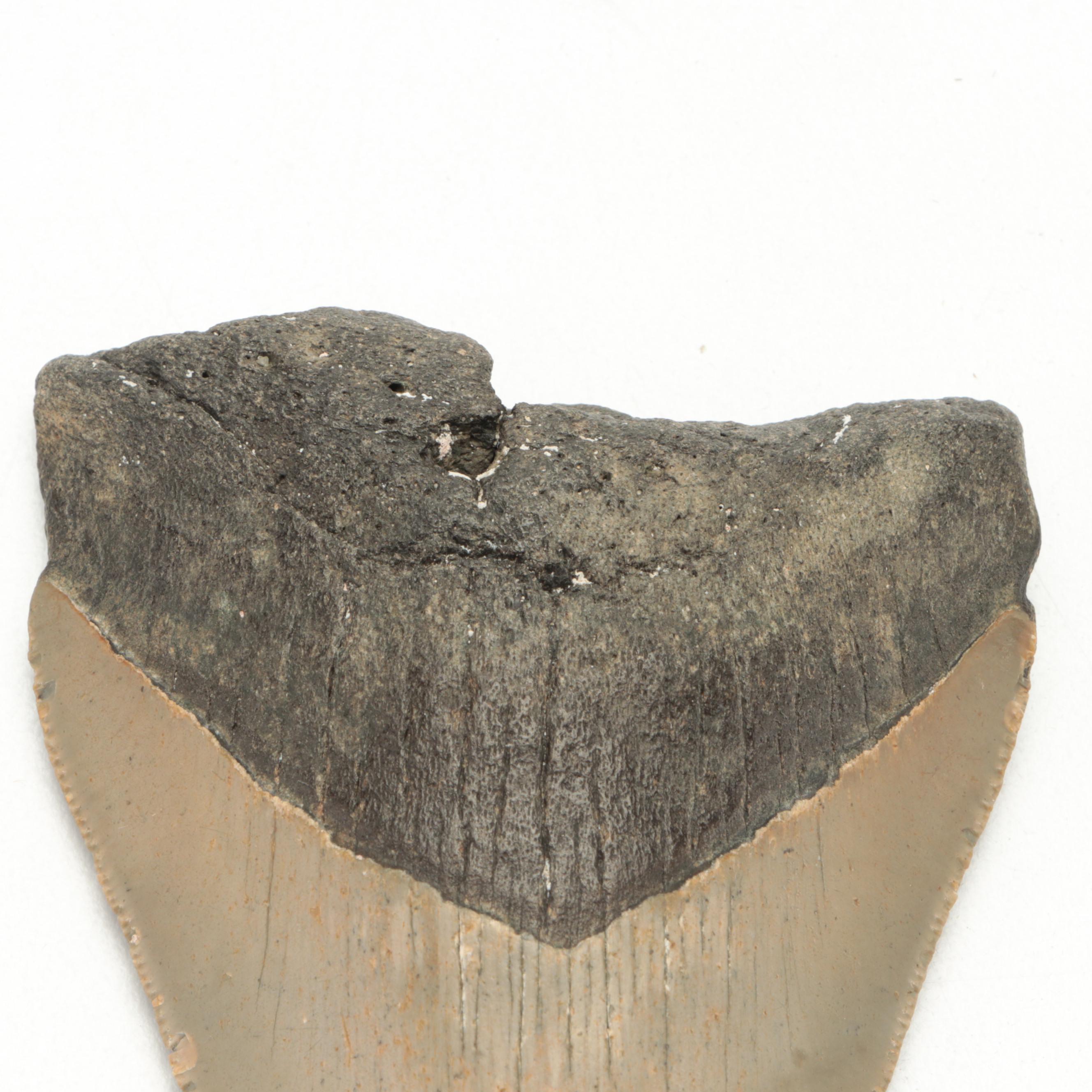 Fossil Megalodon Shark Tooth Specimen