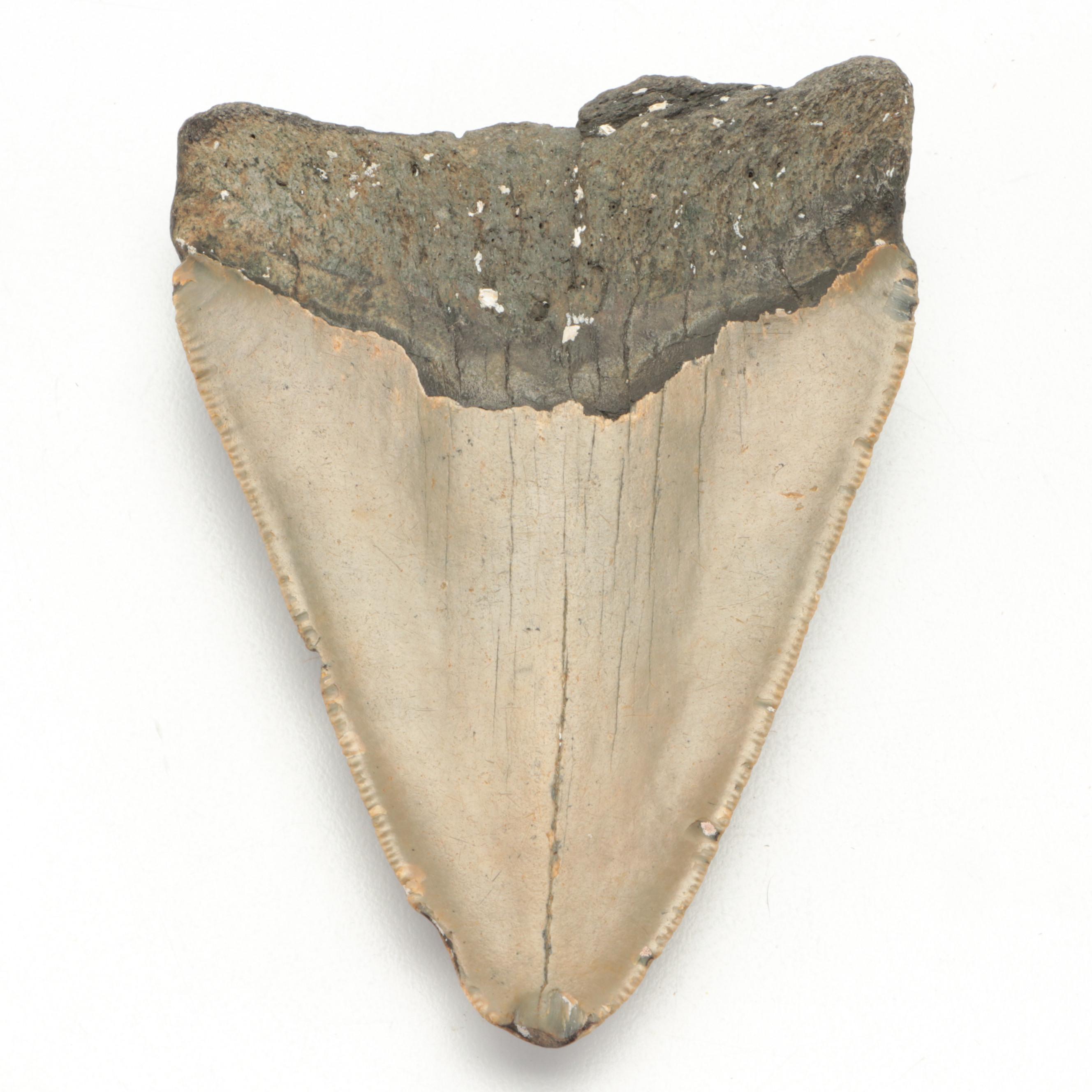 Fossil Megalodon Shark Tooth Specimen