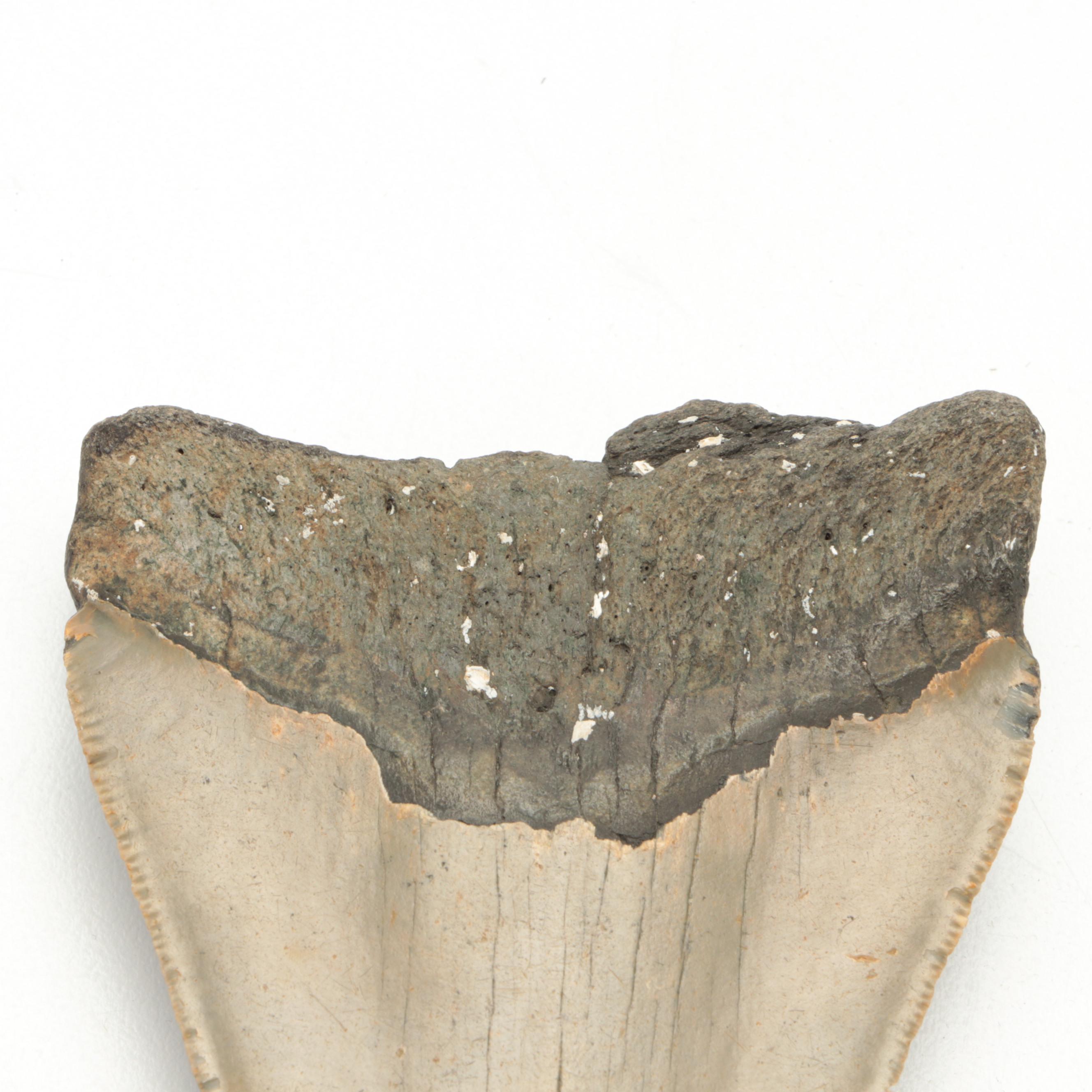 Fossil Megalodon Shark Tooth Specimen