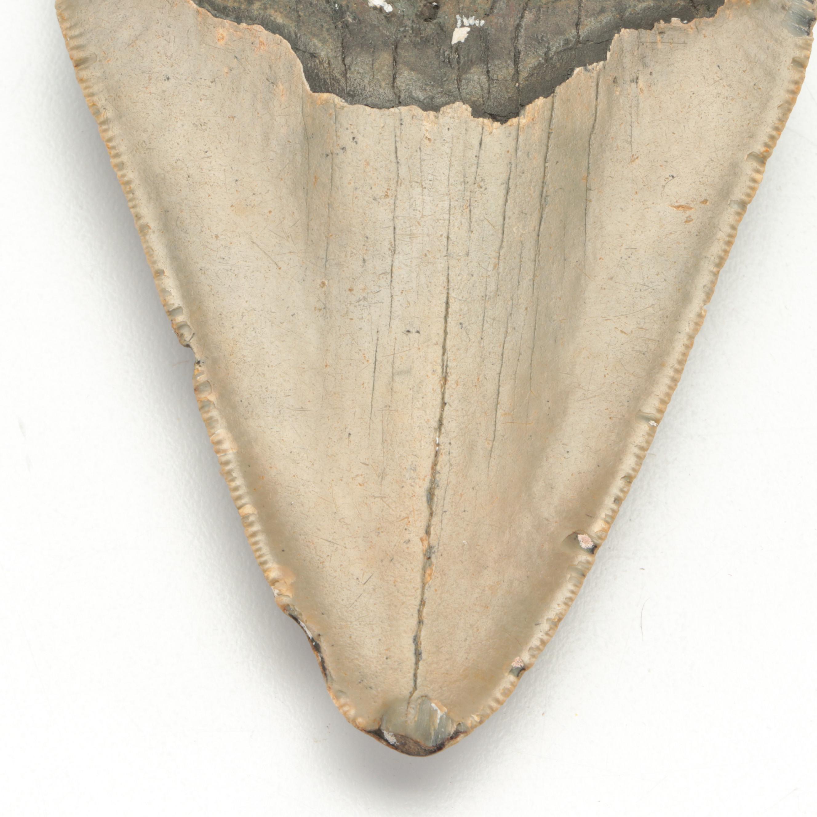 Fossil Megalodon Shark Tooth Specimen