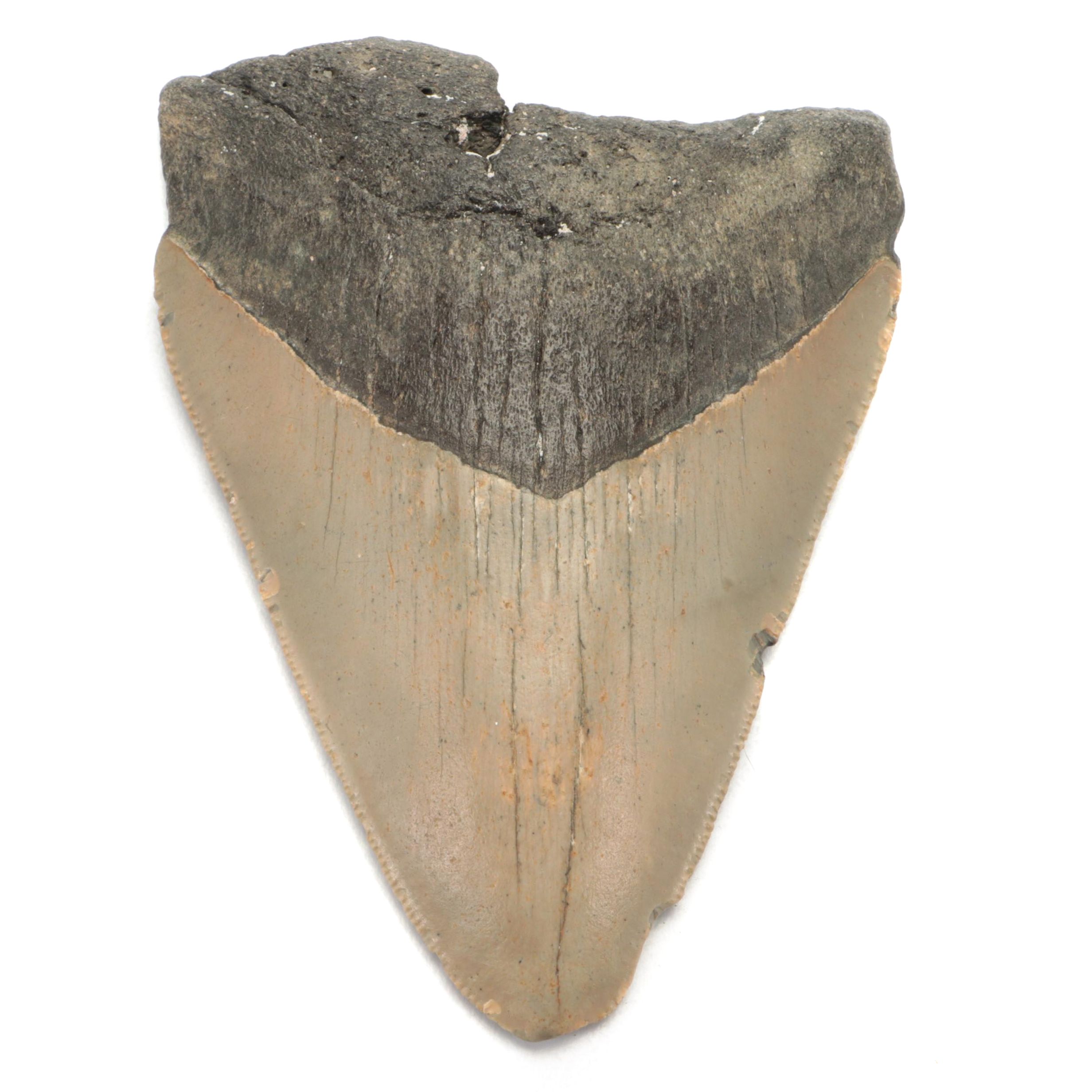 Fossil Megalodon Shark Tooth Specimen