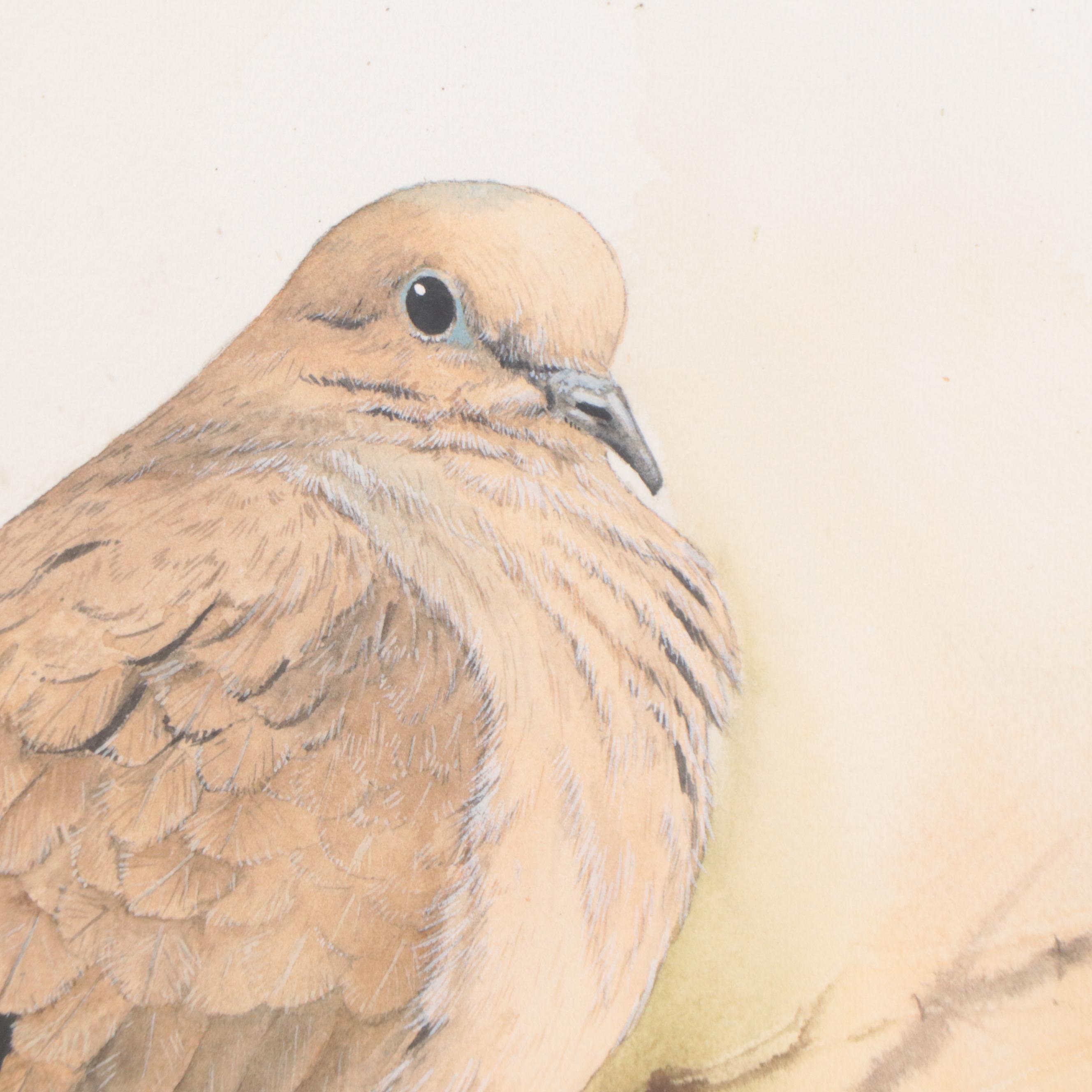 Joe Garcia Watercolor Painting of a Mourning Dove