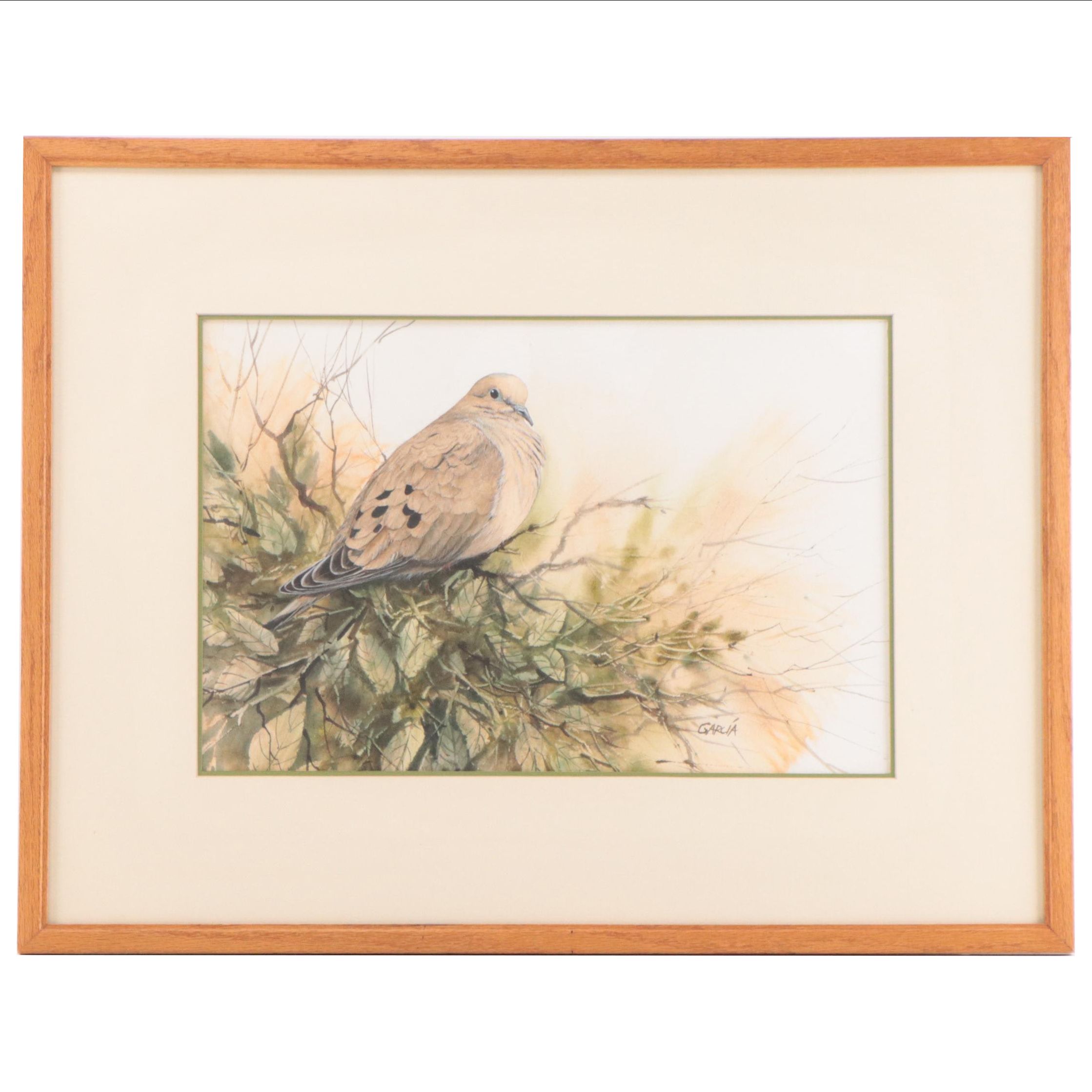 Joe Garcia Watercolor Painting of a Mourning Dove