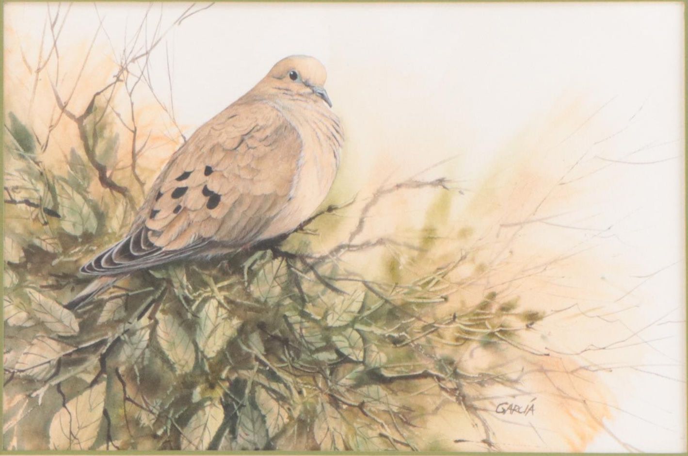 Joe Garcia Watercolor Painting of a Mourning Dove