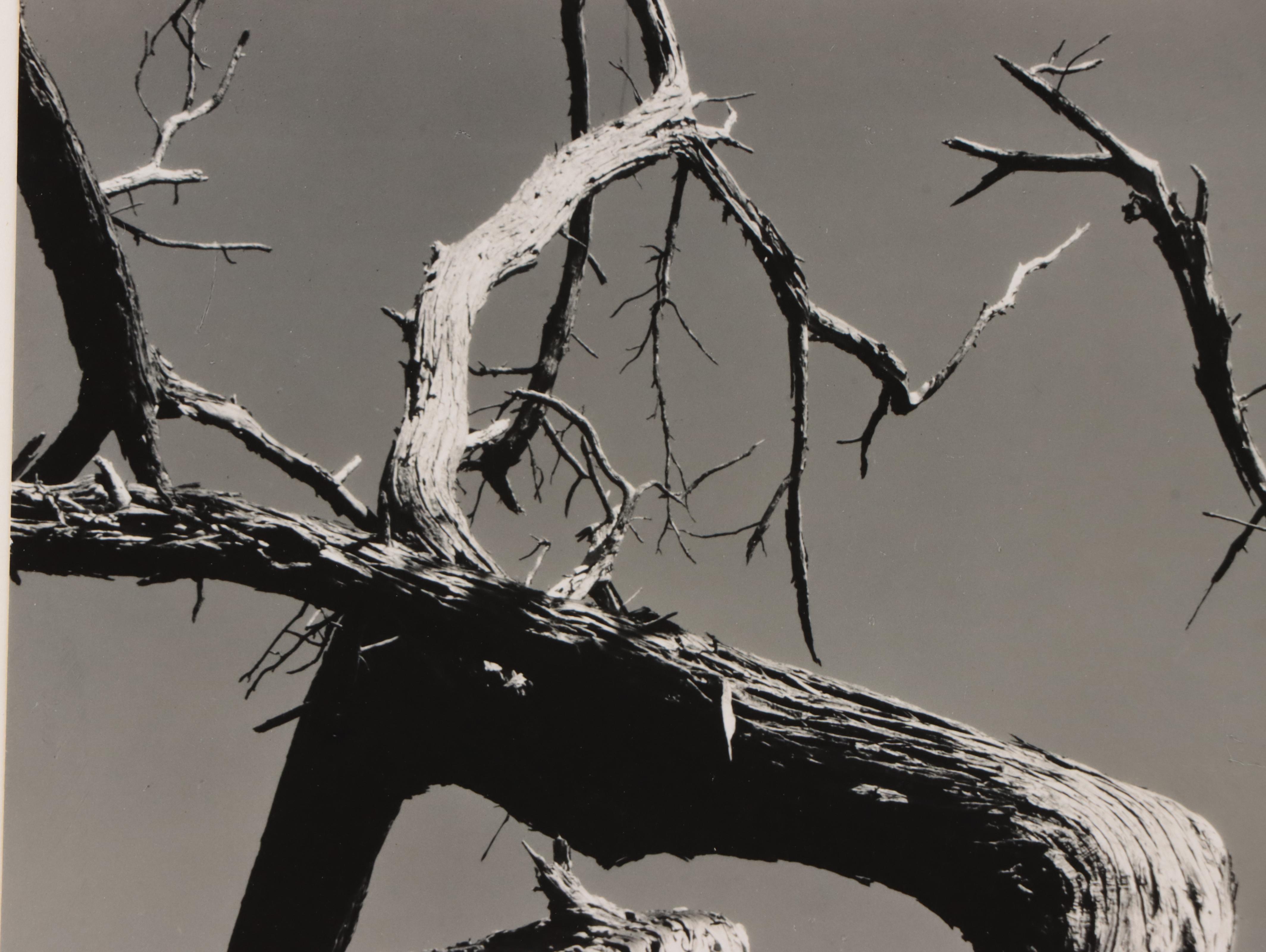 Edward Weston Silver Gelatin Print "Cypress, Point Lobos, 1930"