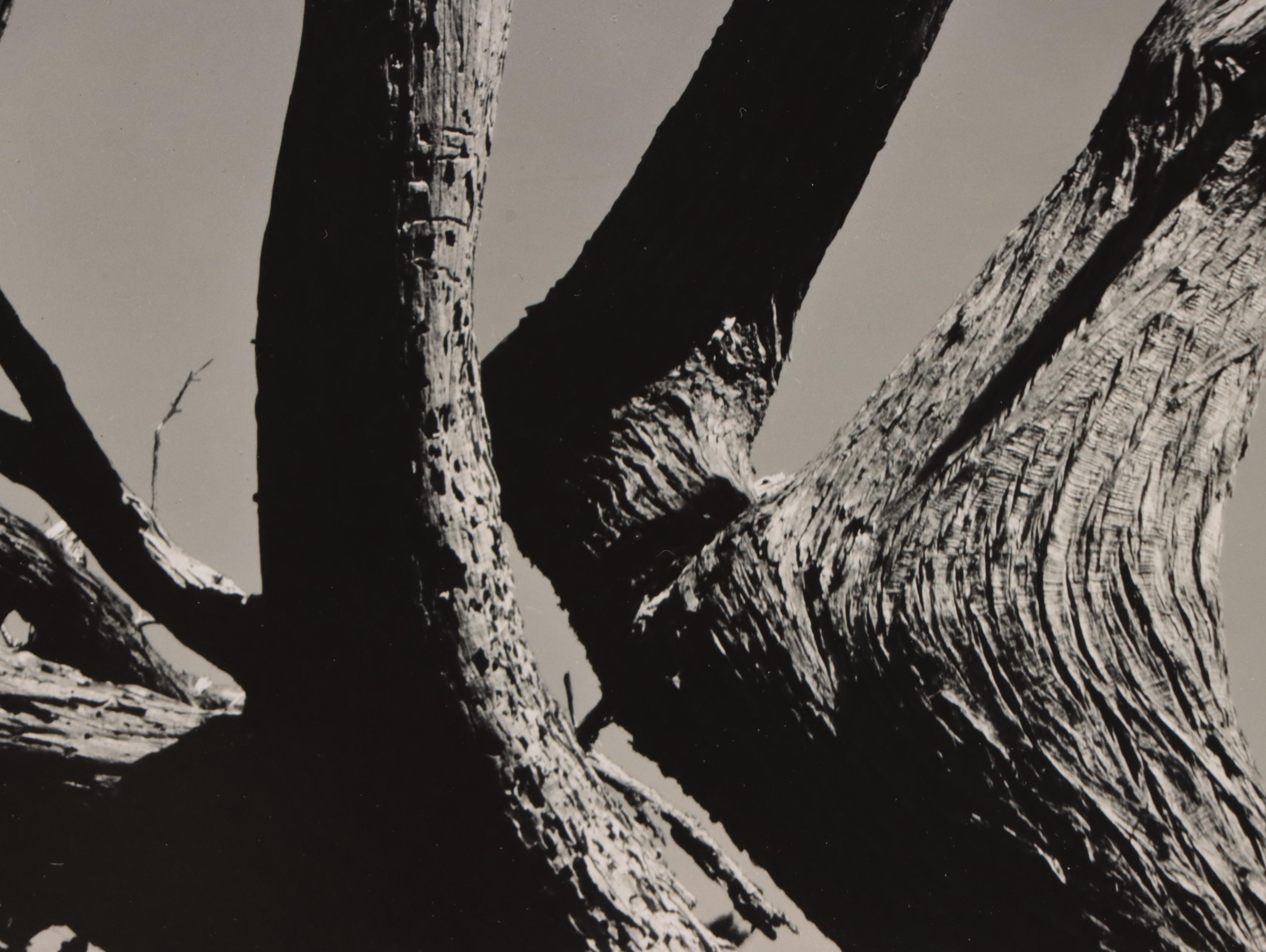 Edward Weston Silver Gelatin Print "Cypress, Point Lobos, 1930"
