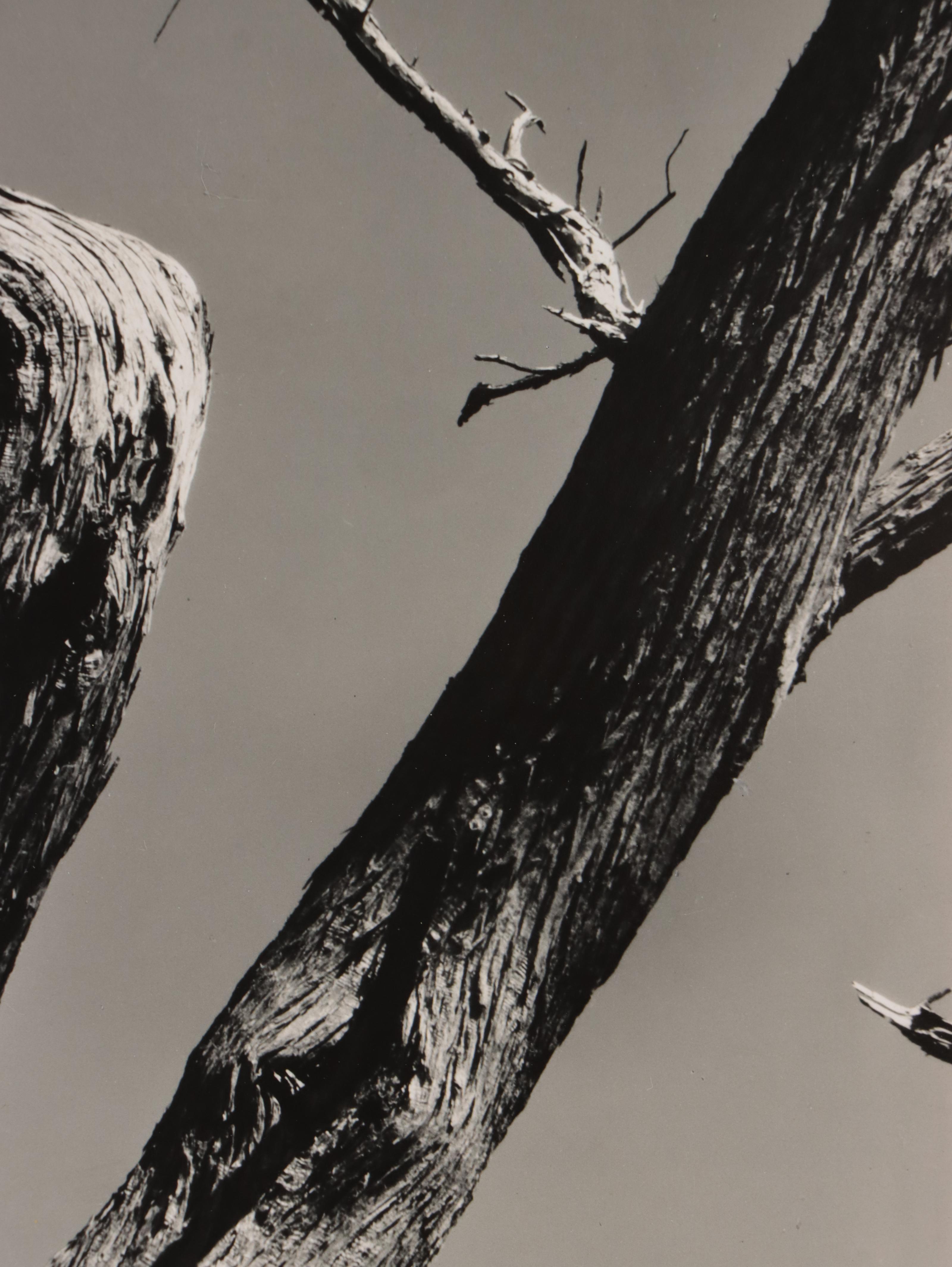 Edward Weston Silver Gelatin Print "Cypress, Point Lobos, 1930"