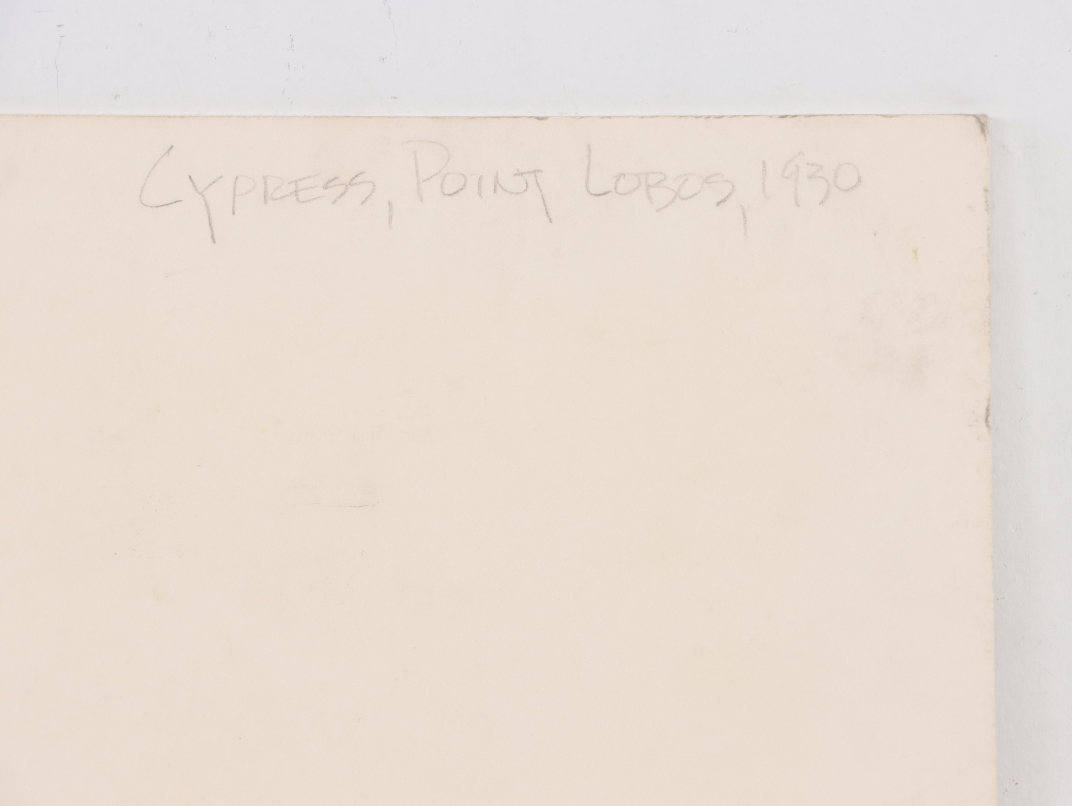 Edward Weston Silver Gelatin Print "Cypress, Point Lobos, 1930"