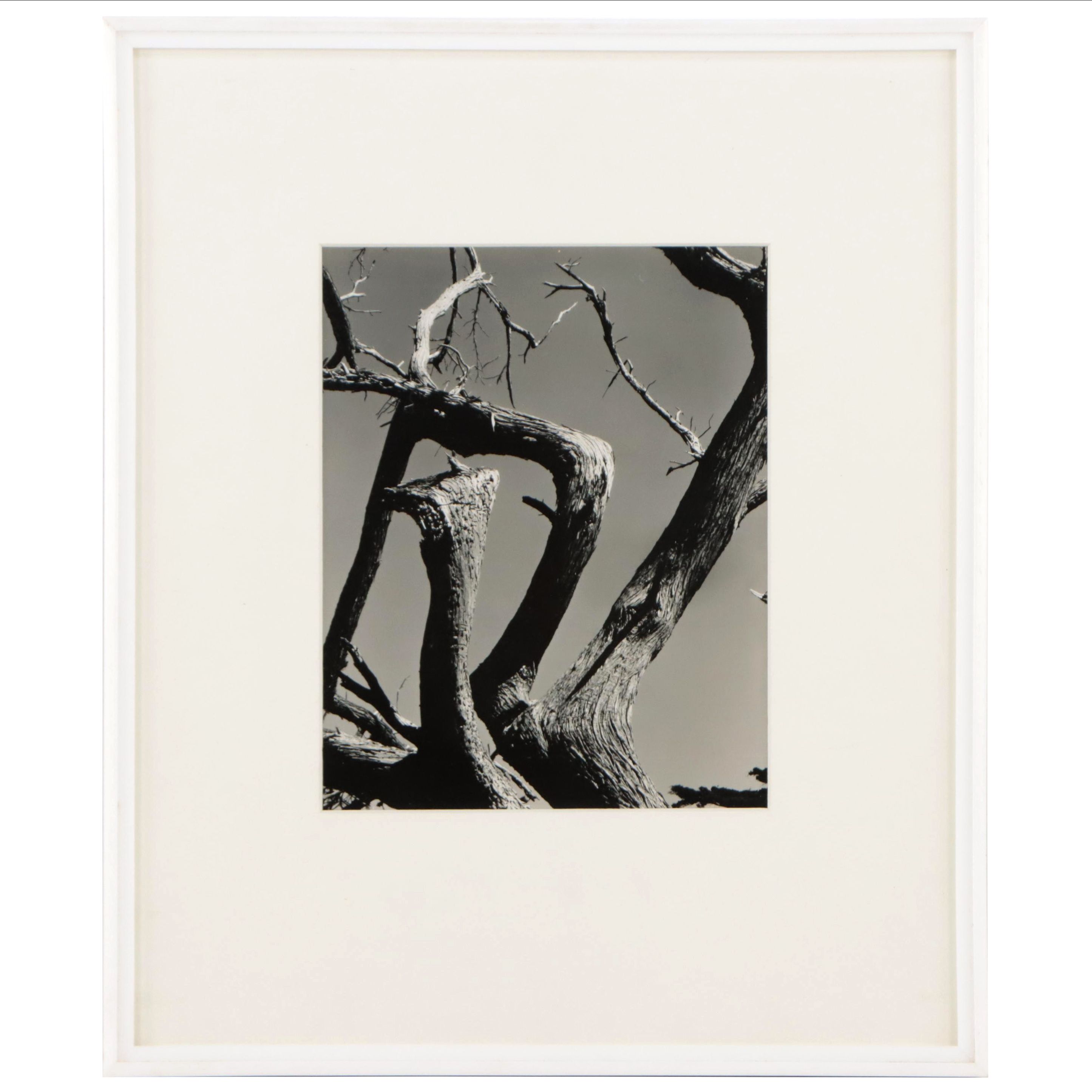 Edward Weston Silver Gelatin Print "Cypress, Point Lobos, 1930"