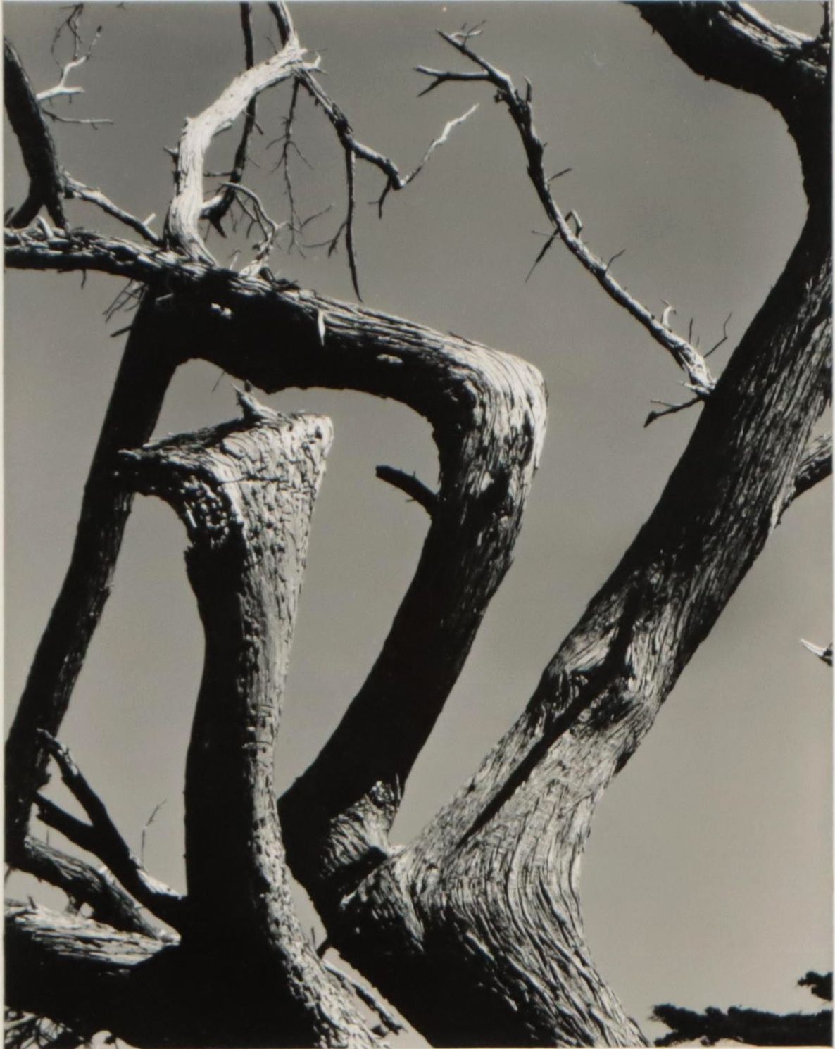 Edward Weston Silver Gelatin Print "Cypress, Point Lobos, 1930"