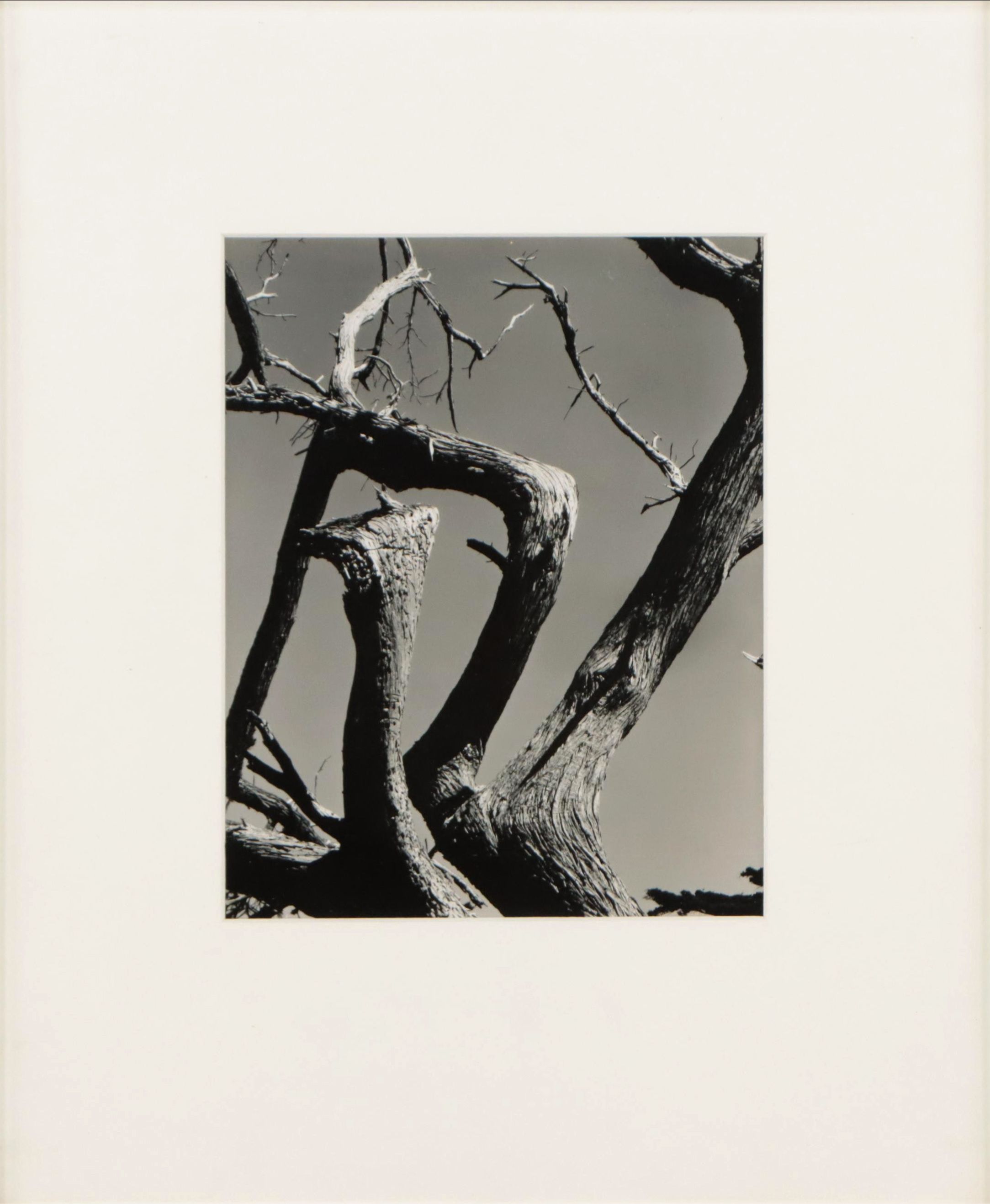 Edward Weston Silver Gelatin Print "Cypress, Point Lobos, 1930"