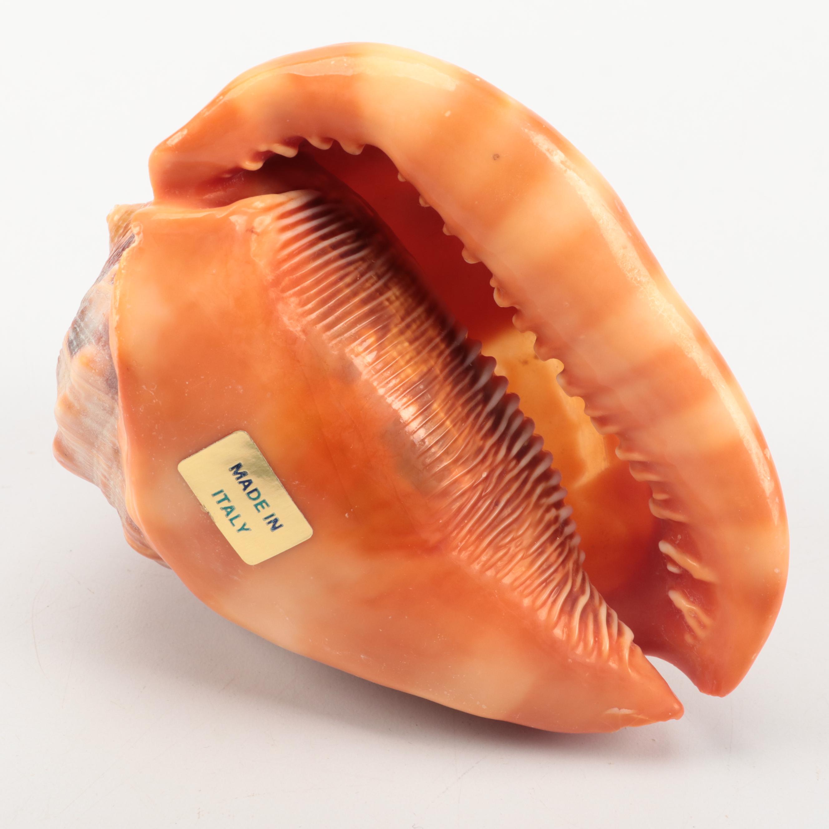 Cassis Rufa with Carved Cameo of Greco Roman Figure