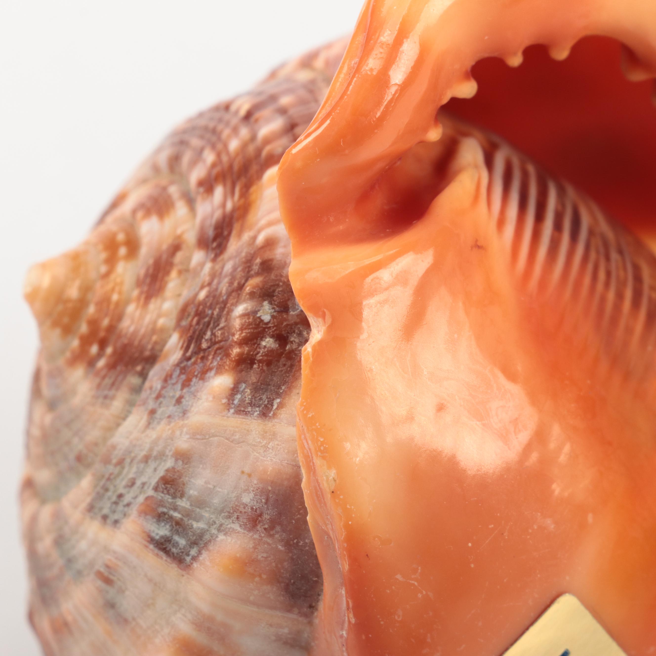 Cassis Rufa with Carved Cameo of Greco Roman Figure