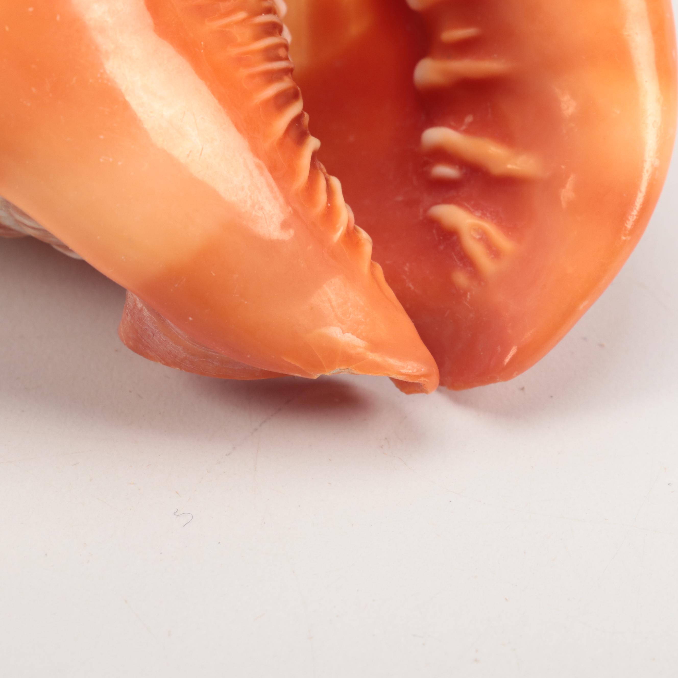 Cassis Rufa with Carved Cameo of Greco Roman Figure