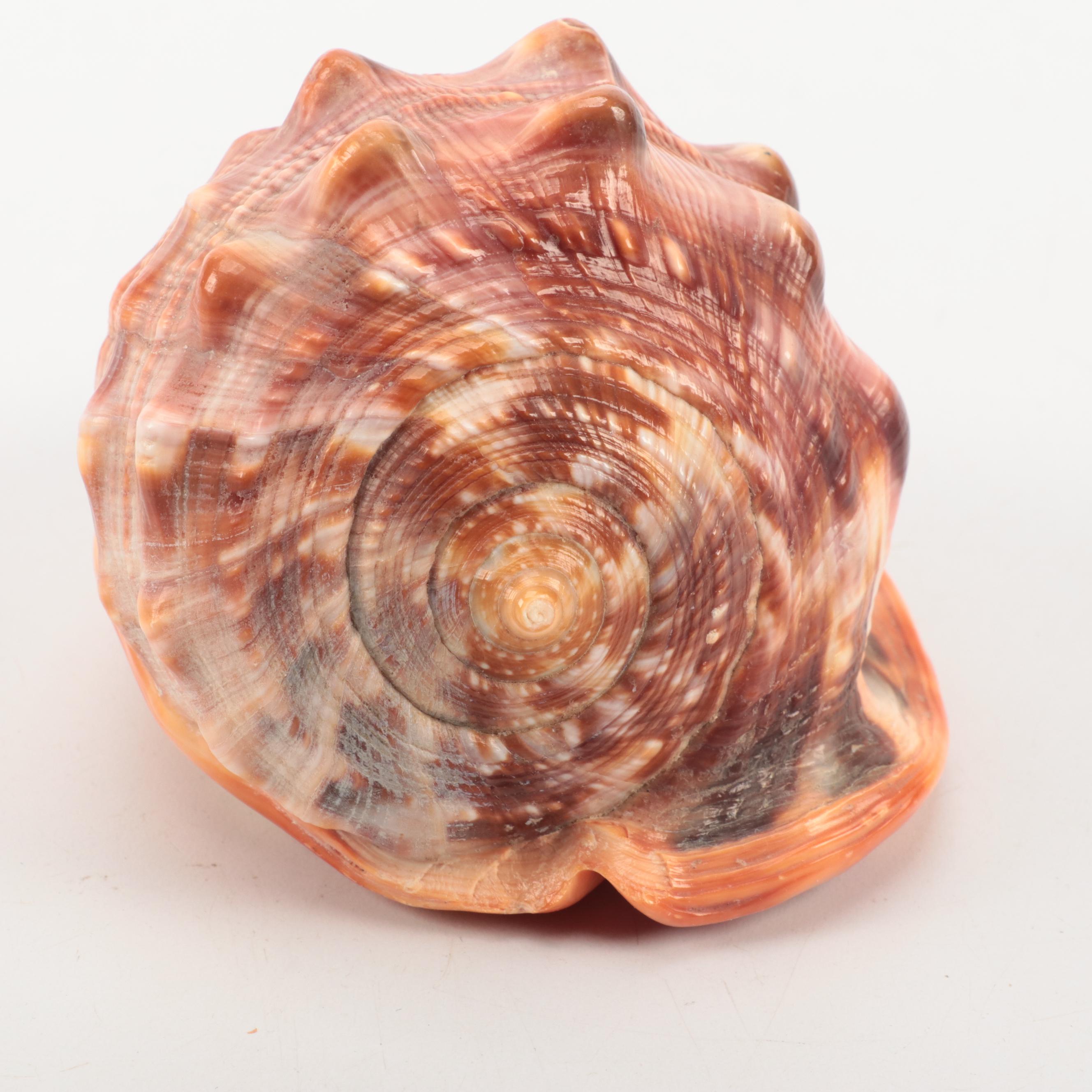 Cassis Rufa with Carved Cameo of Greco Roman Figure