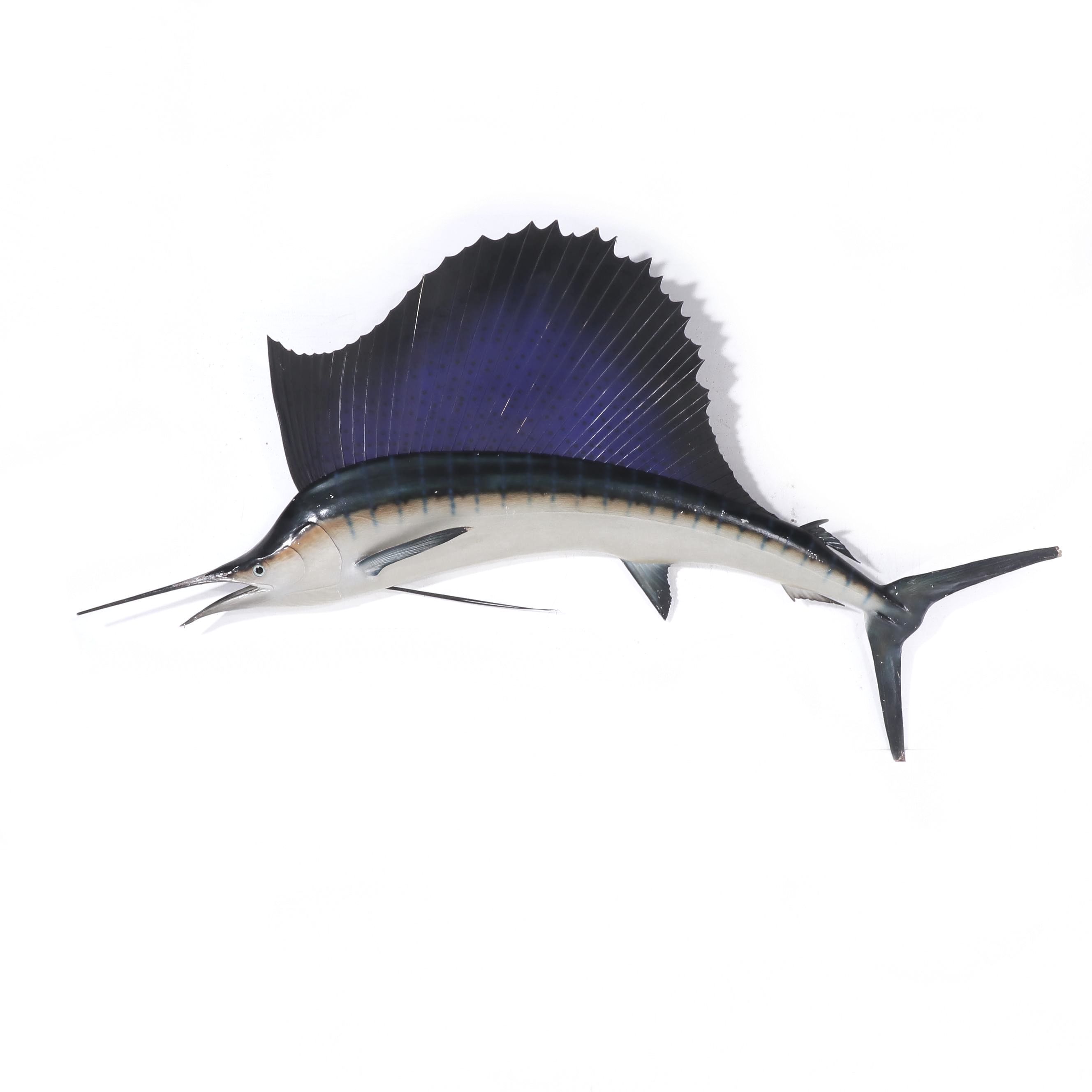 Taxidermy Sailfish Fiberglass Replica Wall Mount
