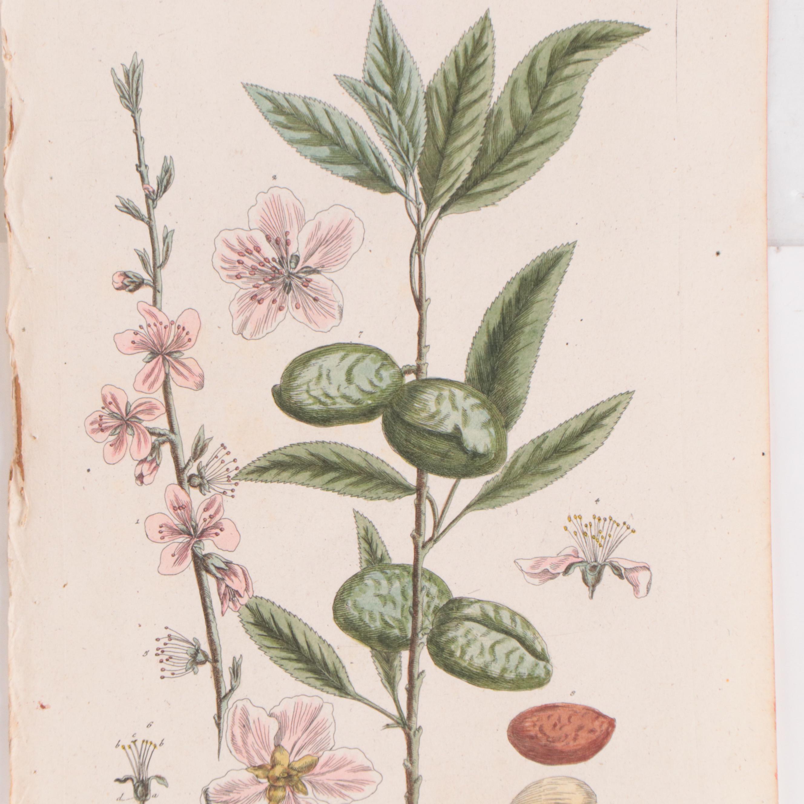 Elizabeth Blackwell Botanical Hand-Colored Etchings, Circa 1750