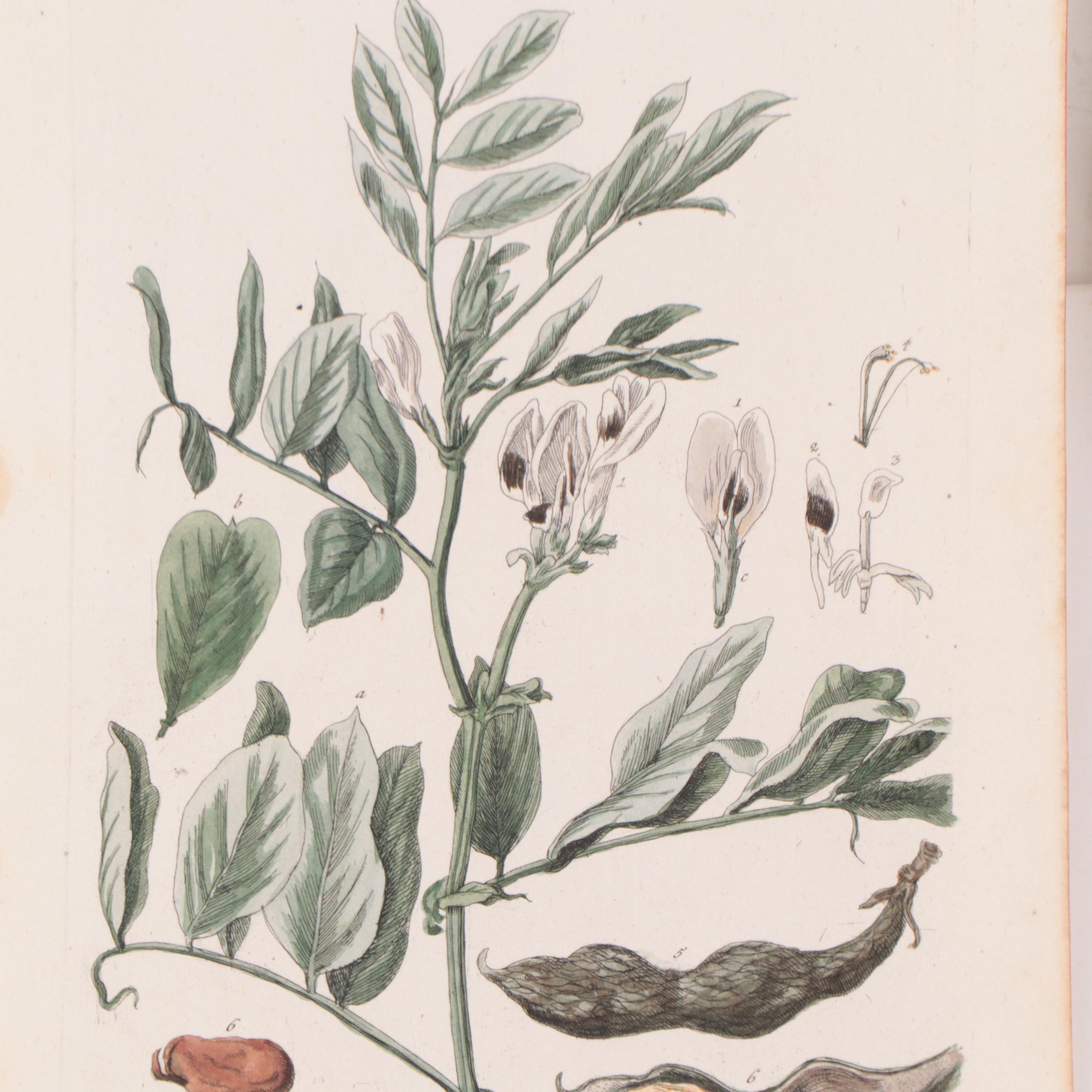 Elizabeth Blackwell Botanical Hand-Colored Etchings, Circa 1750