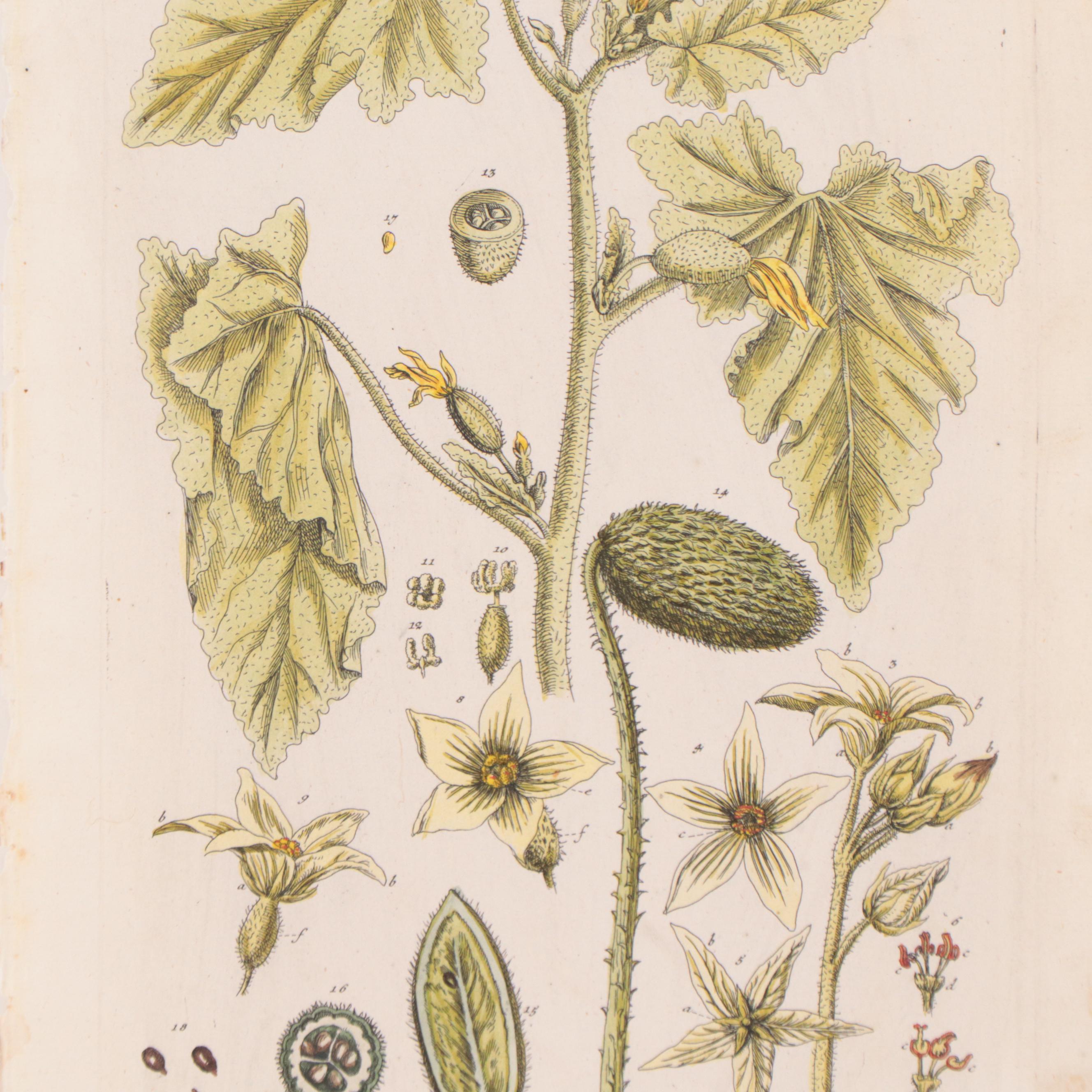 Elizabeth Blackwell Botanical Hand-Colored Etchings, Circa 1750
