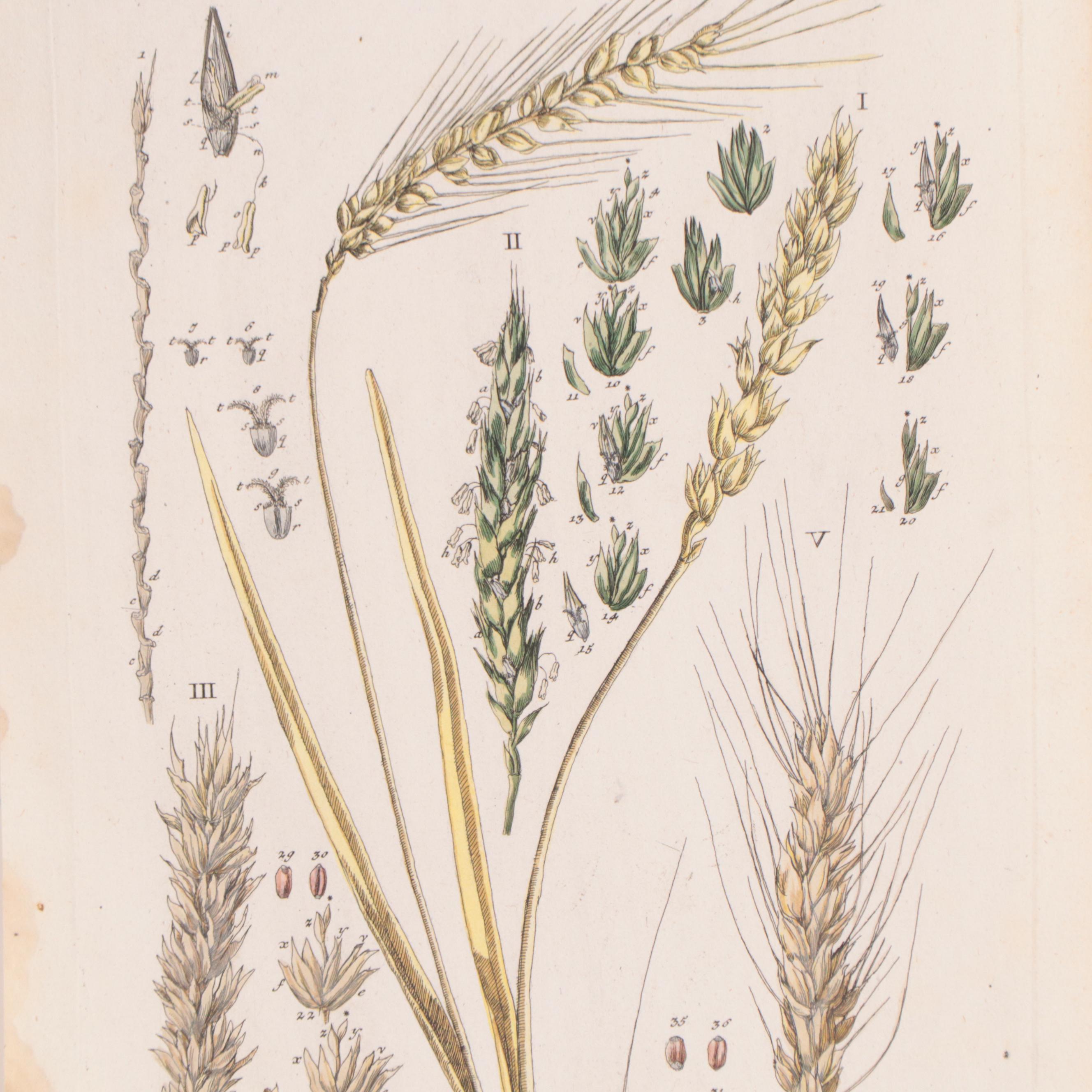 Elizabeth Blackwell Botanical Hand-Colored Etchings, Circa 1750