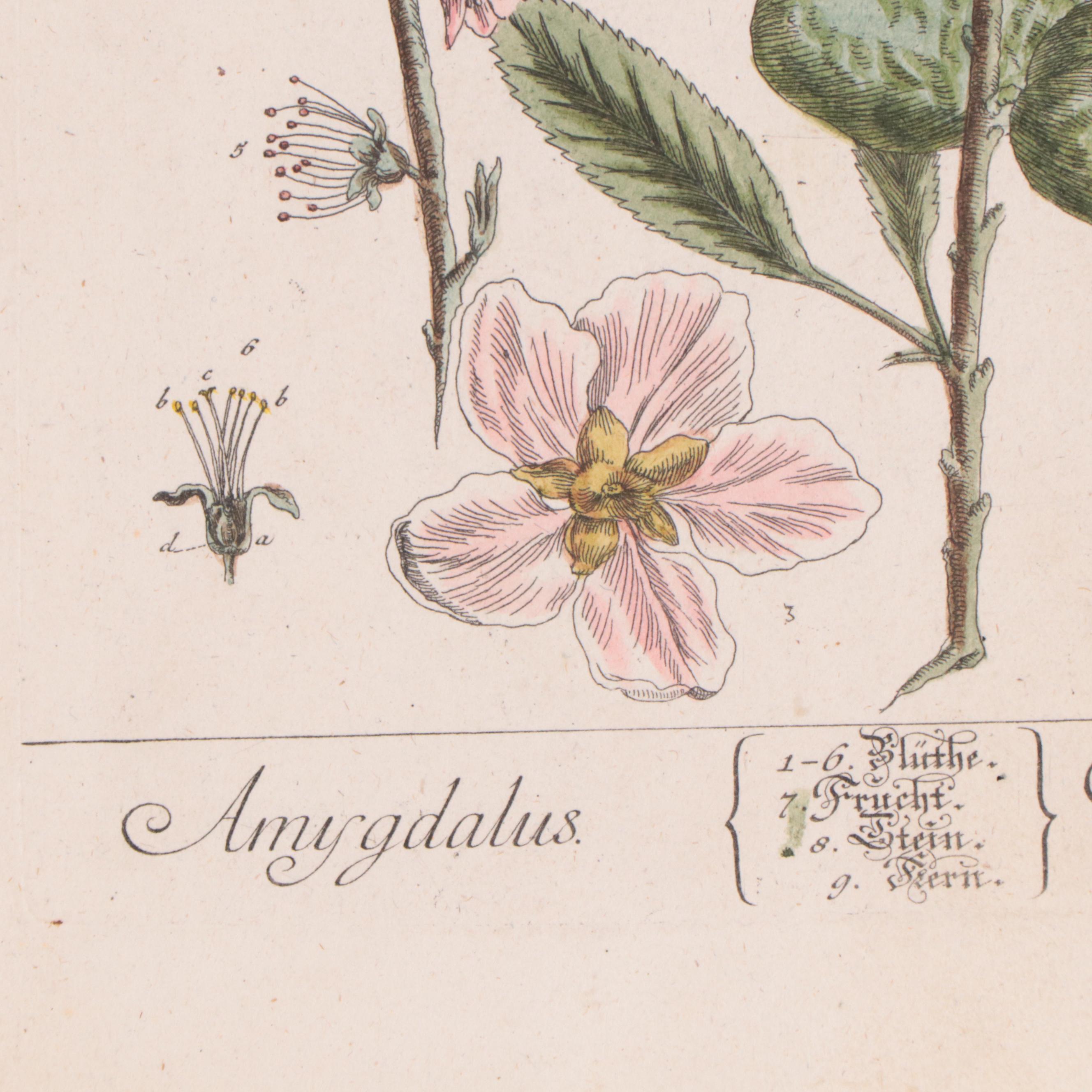 Elizabeth Blackwell Botanical Hand-Colored Etchings, Circa 1750