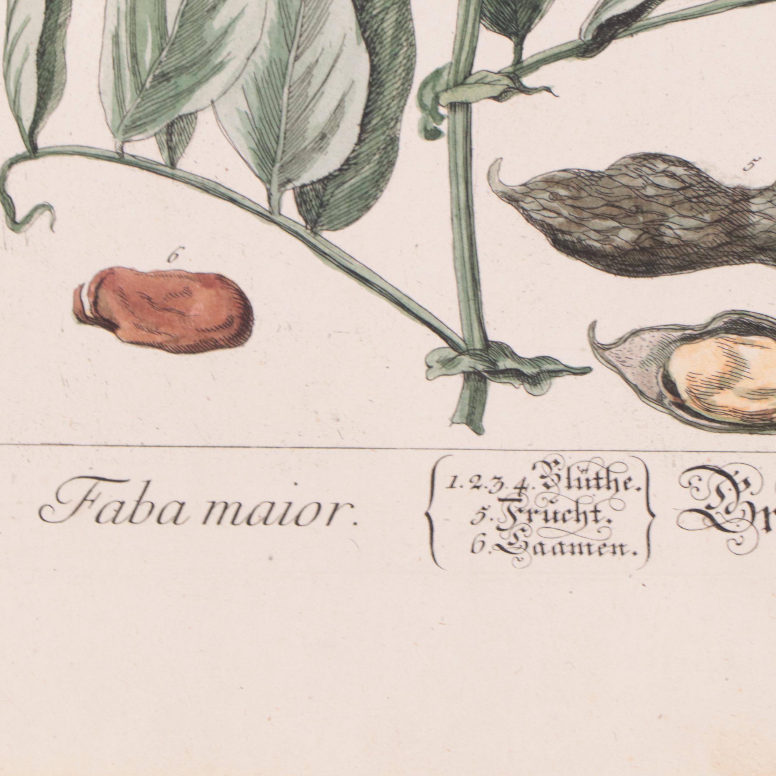 Elizabeth Blackwell Botanical Hand-Colored Etchings, Circa 1750