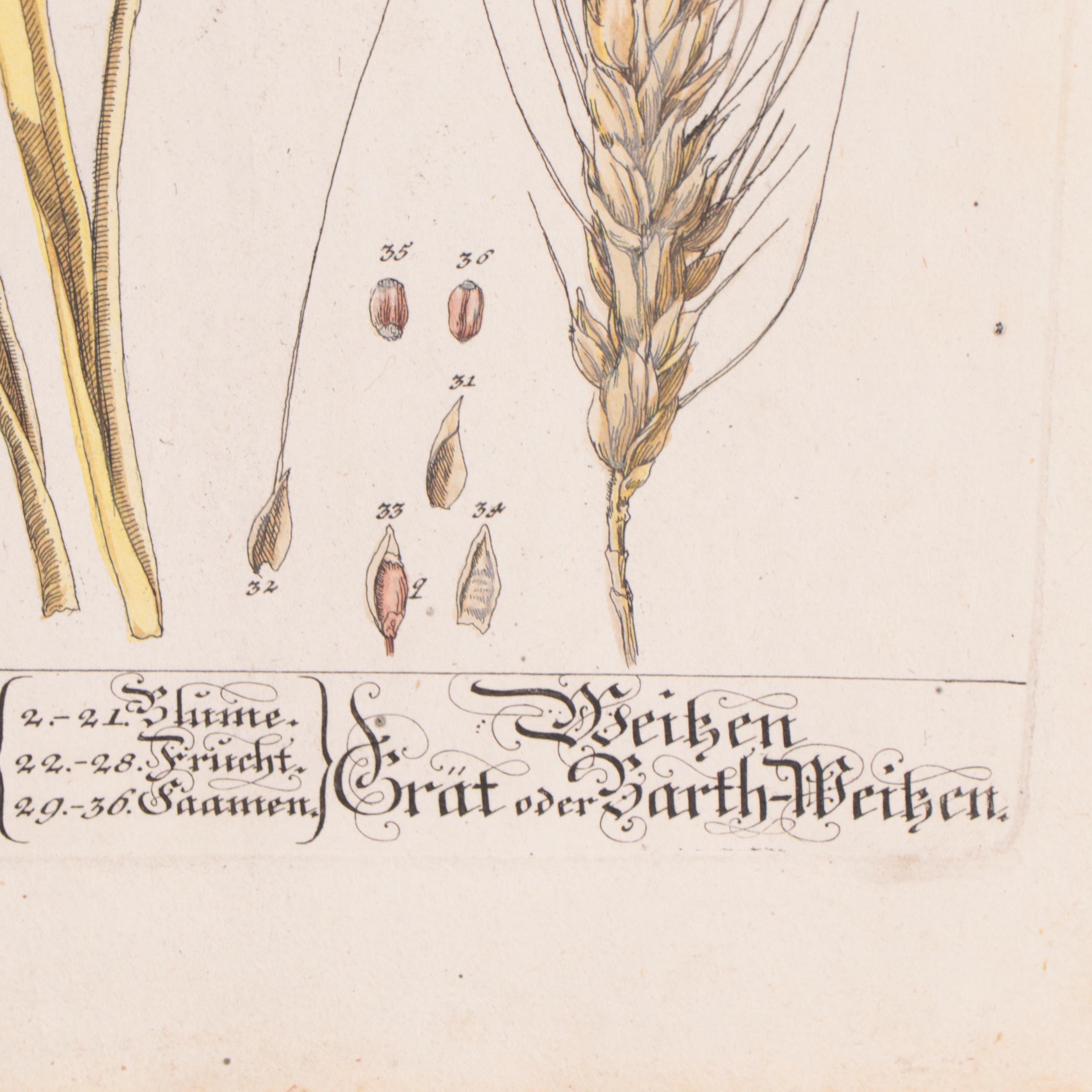 Elizabeth Blackwell Botanical Hand-Colored Etchings, Circa 1750