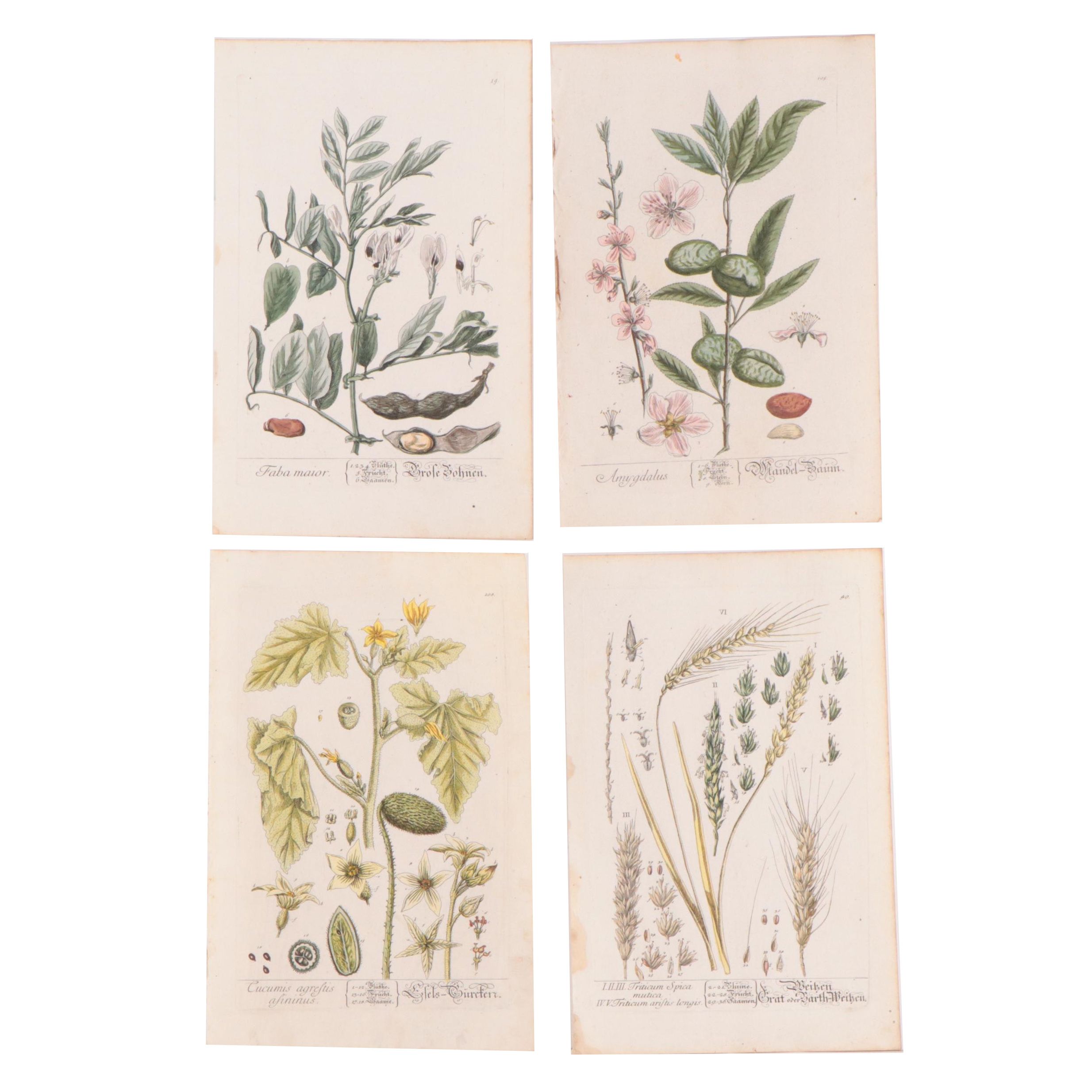 Elizabeth Blackwell Botanical Hand-Colored Etchings, Circa 1750