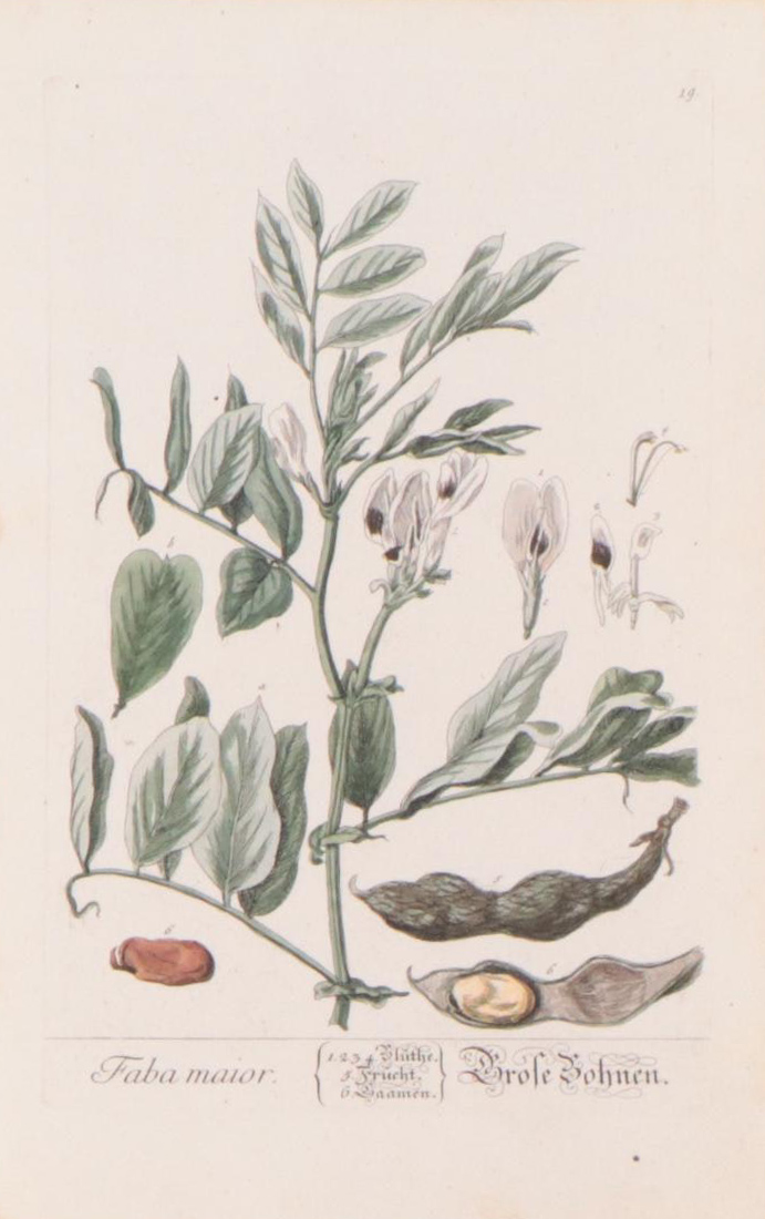 Elizabeth Blackwell Botanical Hand-Colored Etchings, Circa 1750