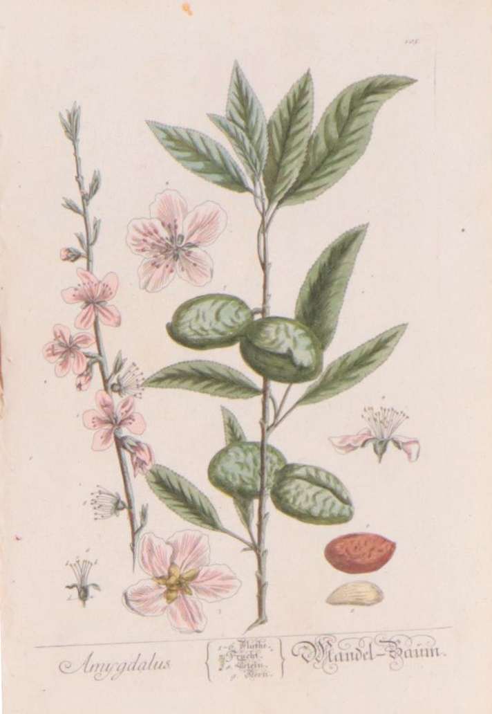 Elizabeth Blackwell Botanical Hand-Colored Etchings, Circa 1750
