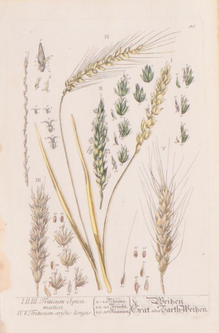 Elizabeth Blackwell Botanical Hand-Colored Etchings, Circa 1750