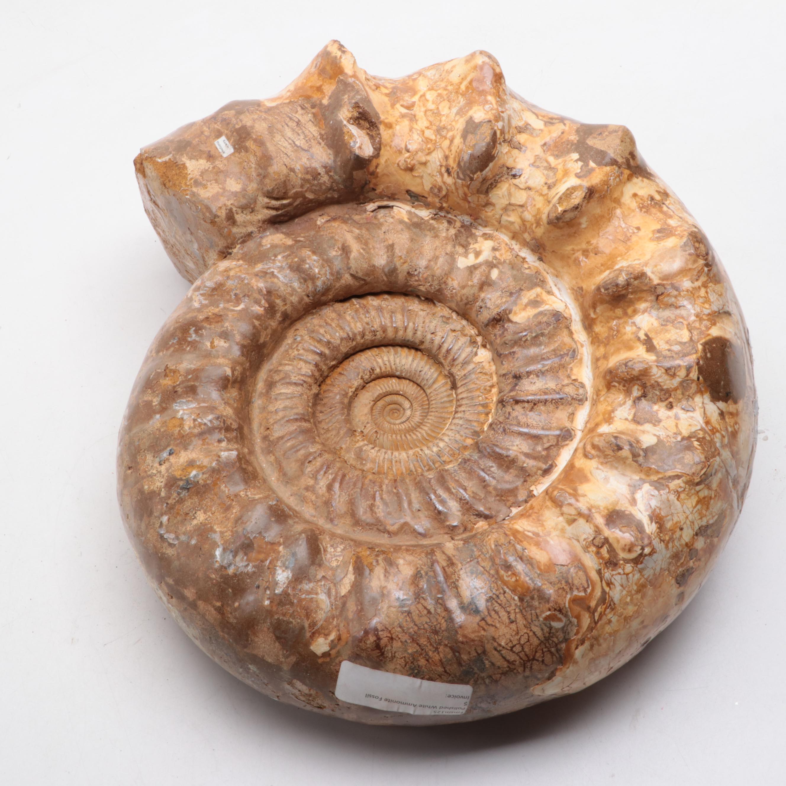 Large-Scale Ammonite Fossil