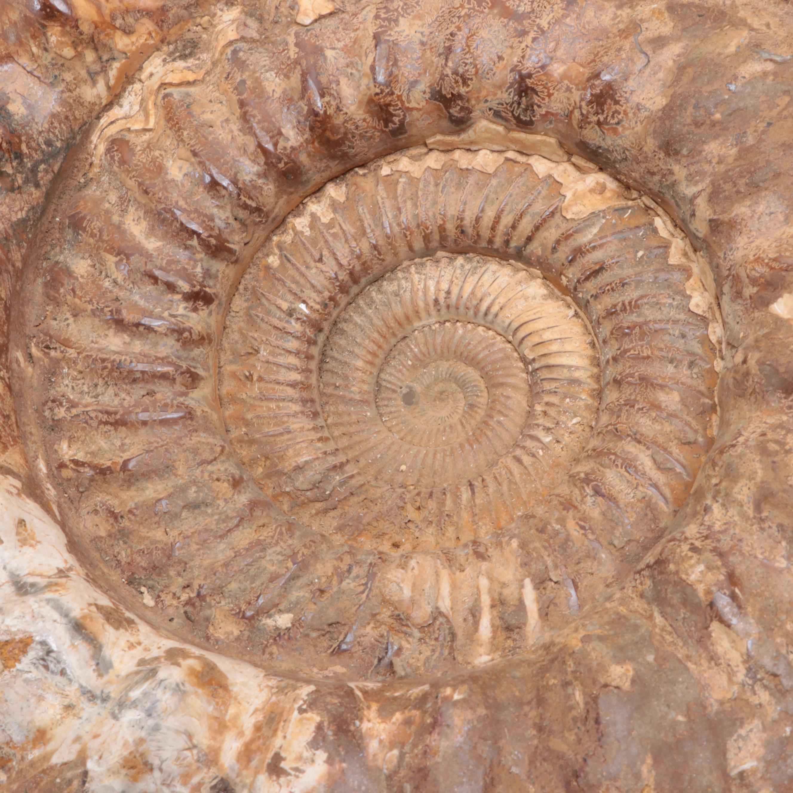 Large-Scale Ammonite Fossil