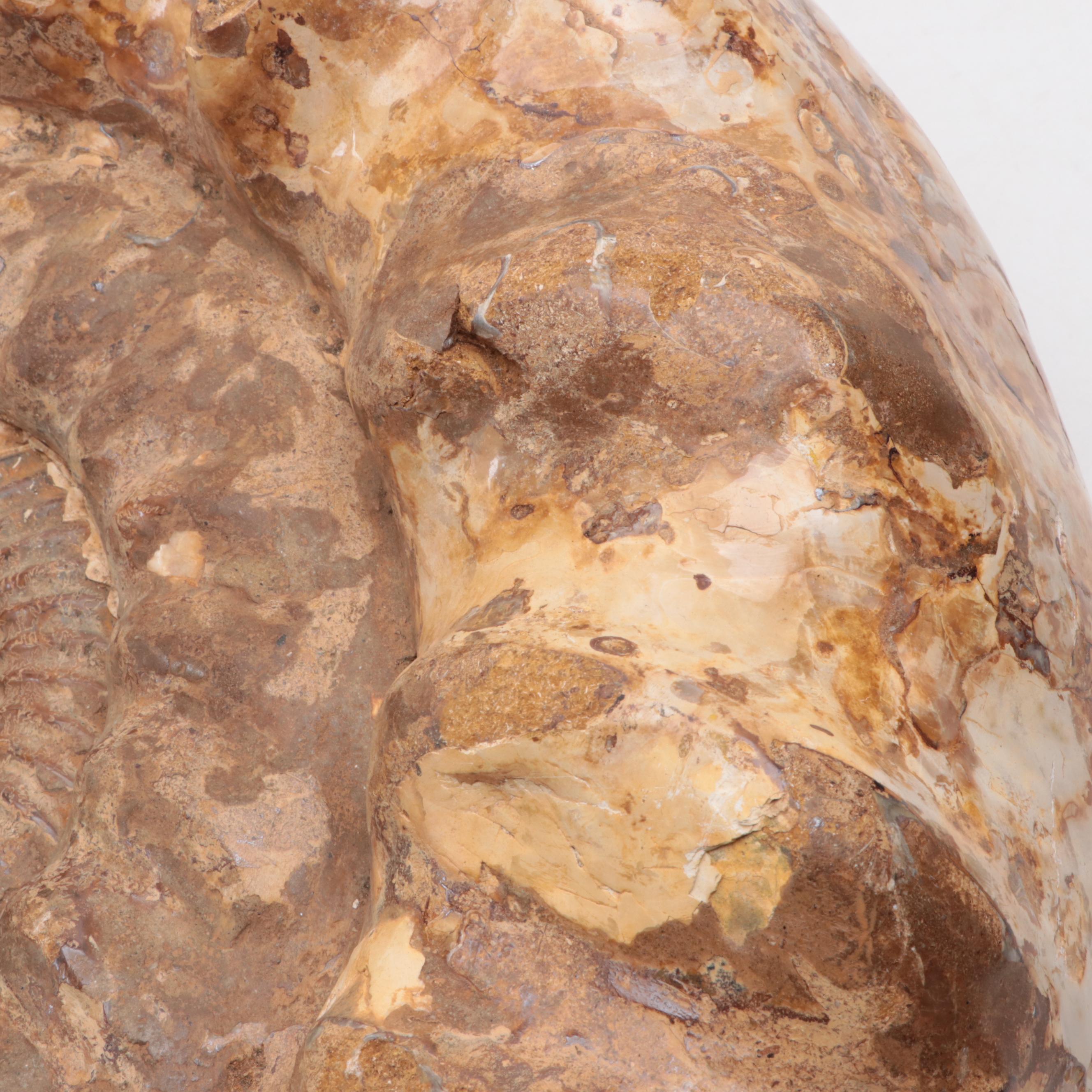 Large-Scale Ammonite Fossil