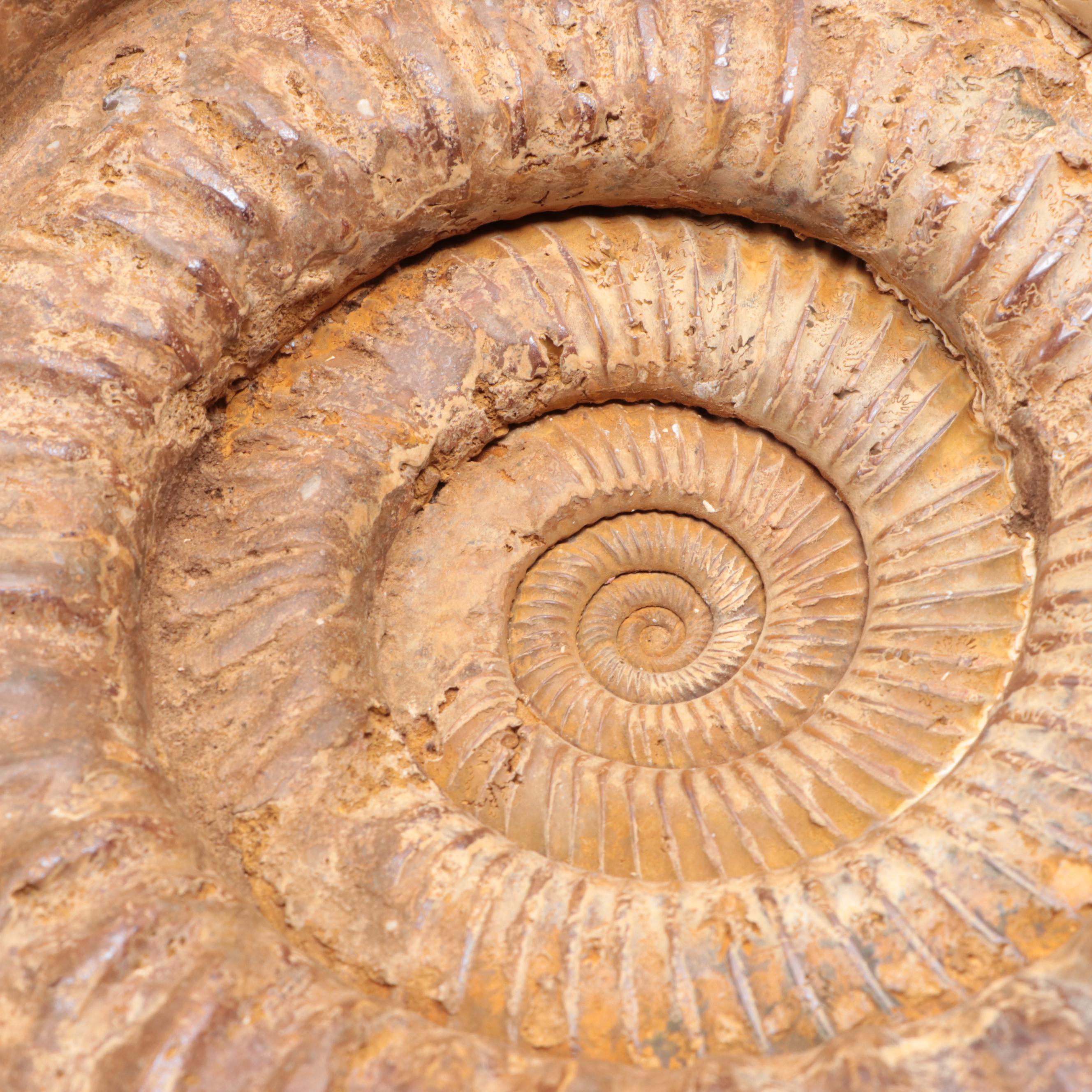 Large-Scale Ammonite Fossil