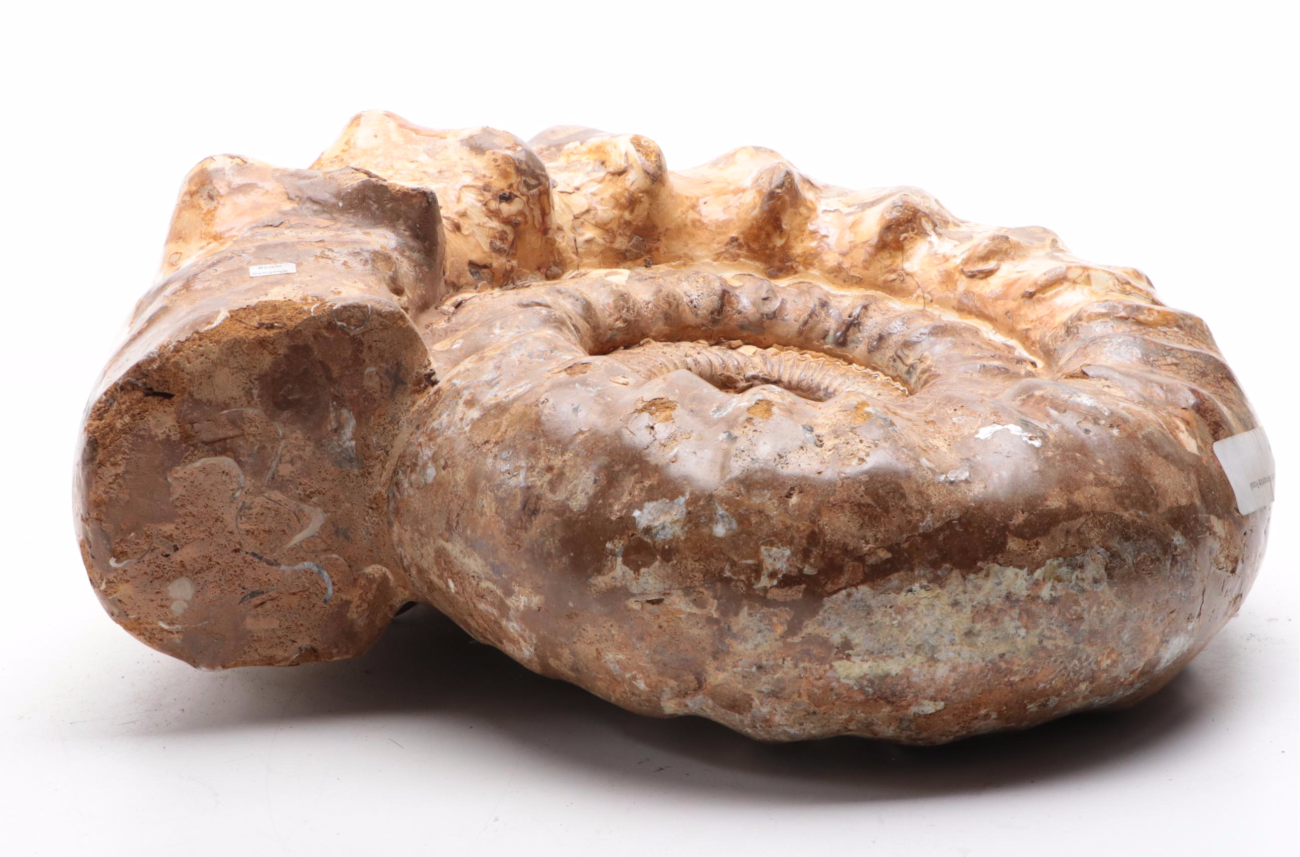 Large-Scale Ammonite Fossil