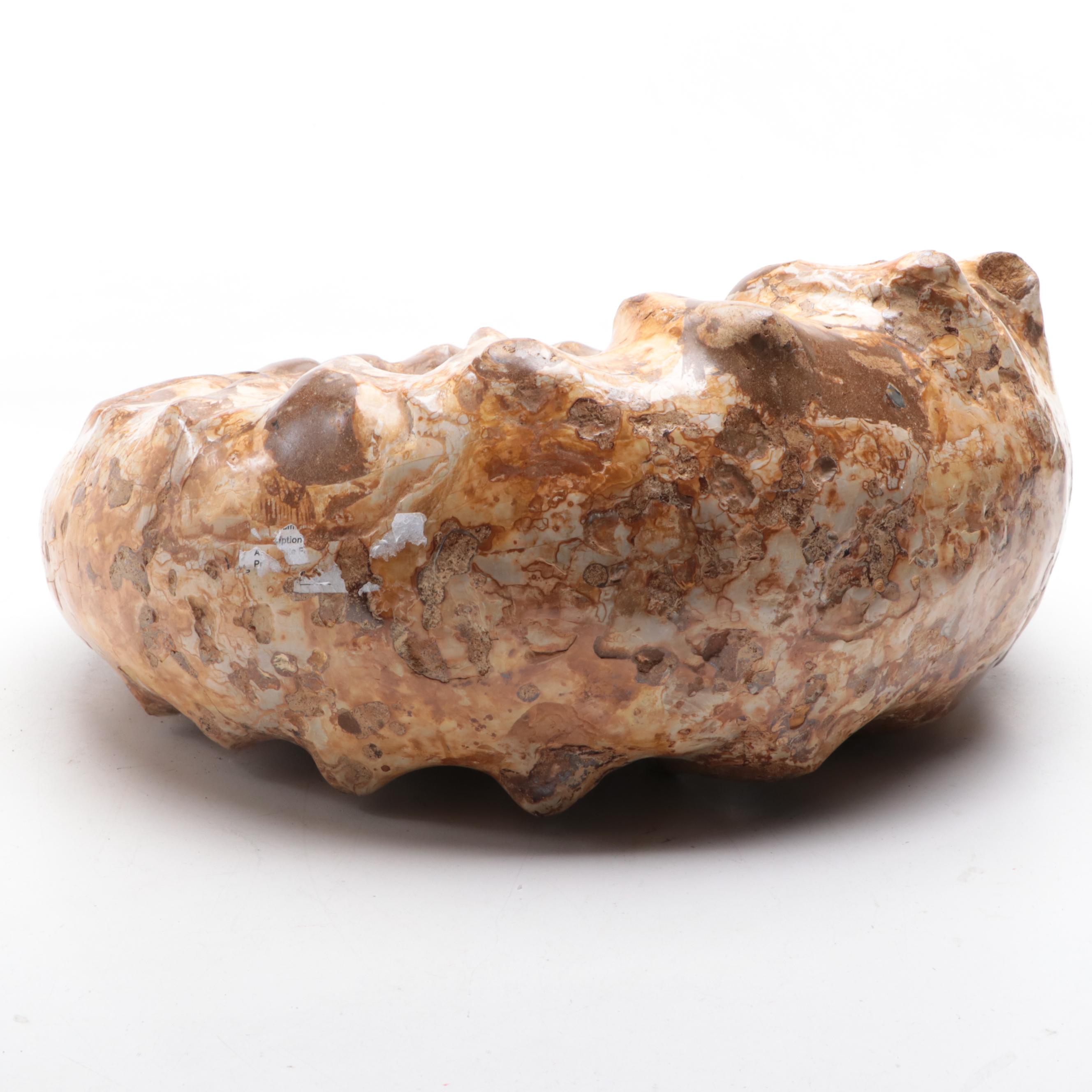 Large-Scale Ammonite Fossil