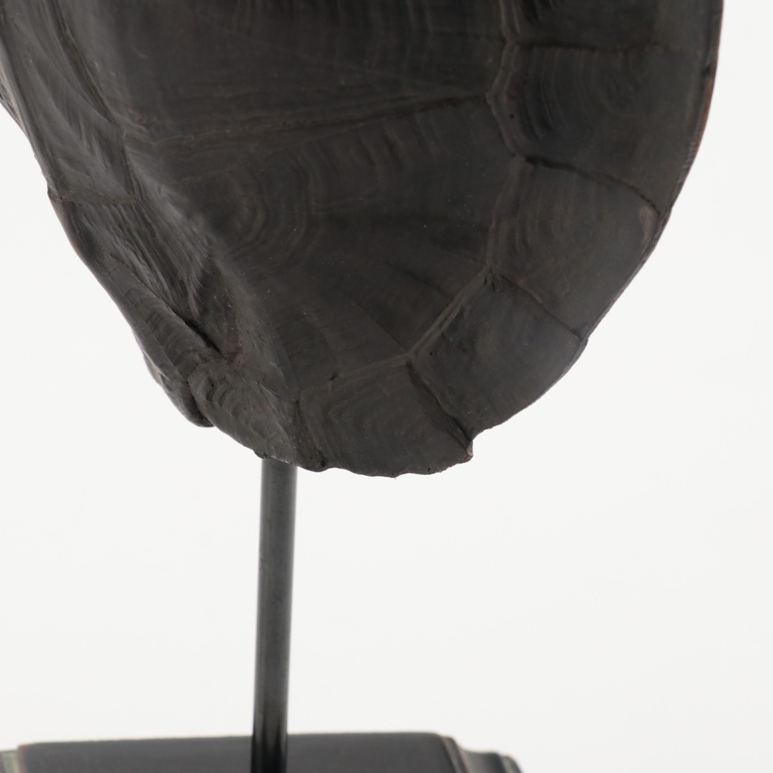 Restoration Hardware Resin Decorative Turtle Shells