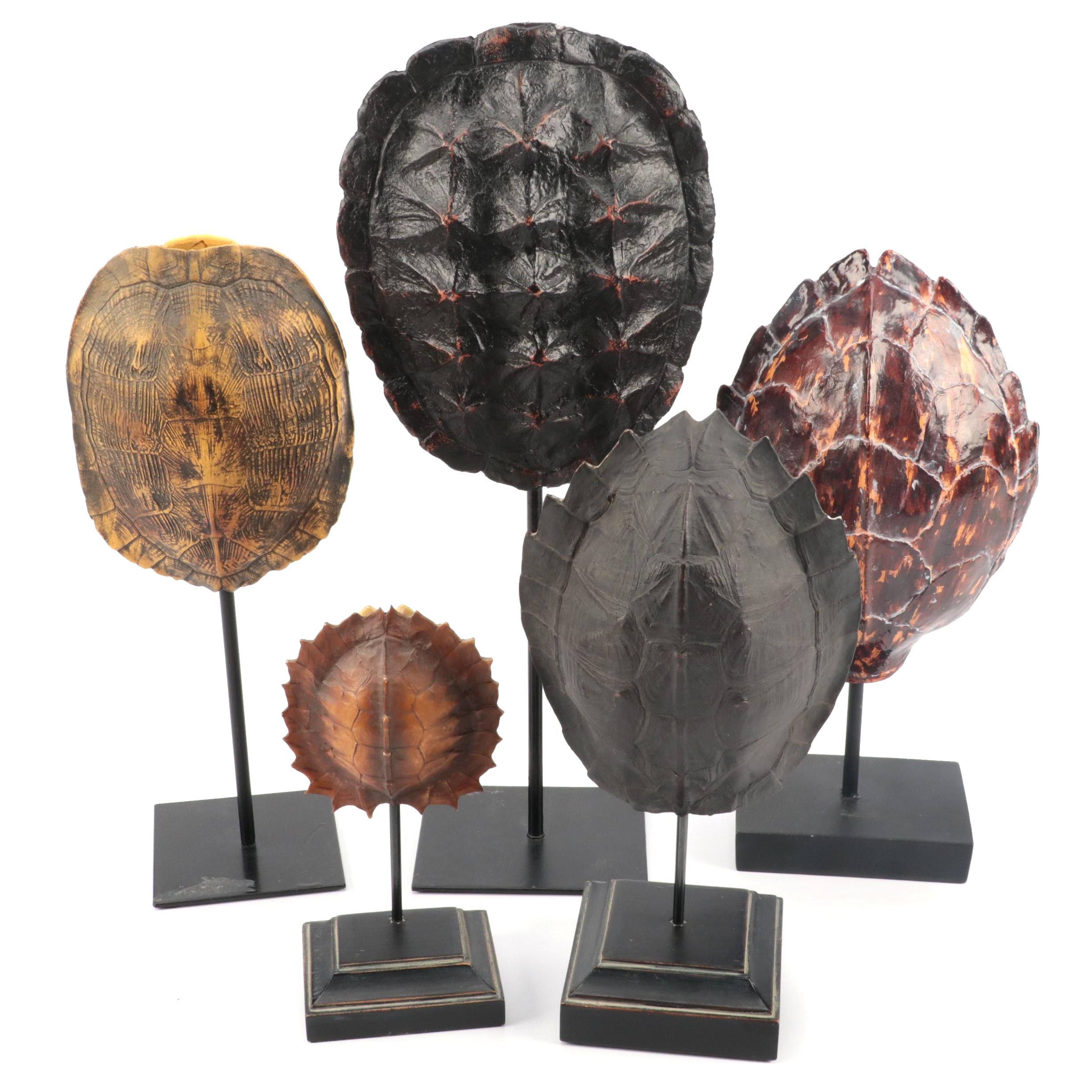Restoration Hardware Resin Decorative Turtle Shells