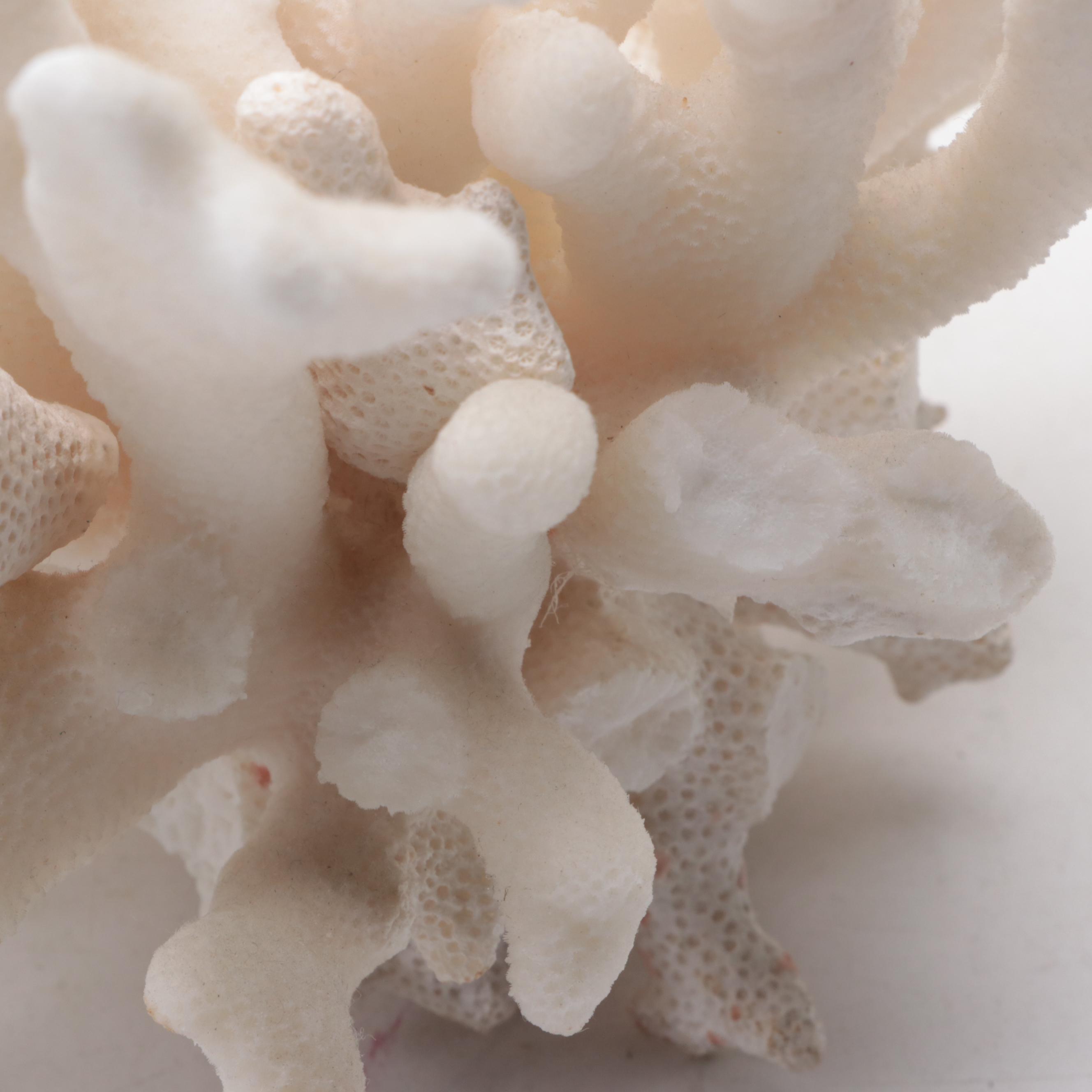 John Perry Resin Sculpture of a Whale with Fossil Coral and Starfish Specimen