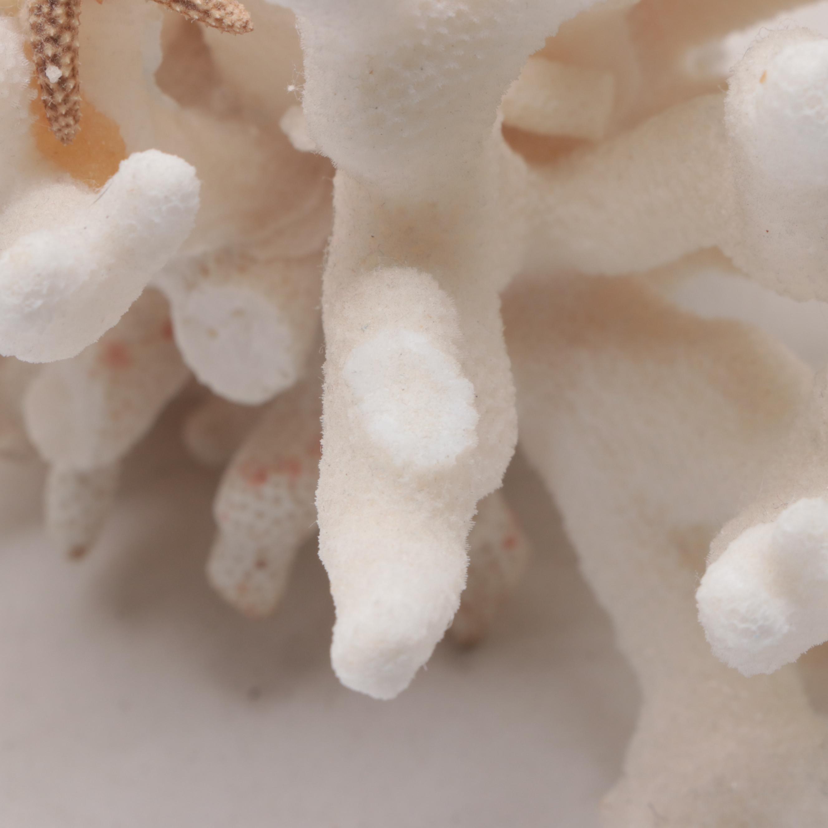 John Perry Resin Sculpture of a Whale with Fossil Coral and Starfish Specimen